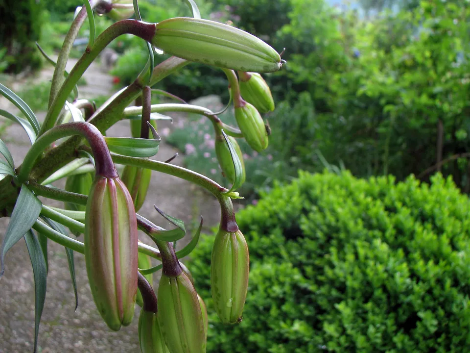 Botanische Gärten entstehen