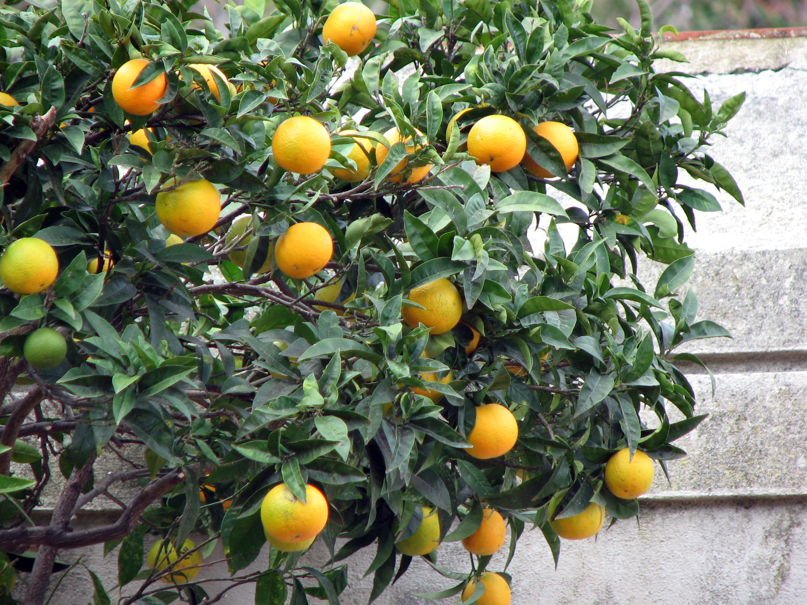 Orangenbaum