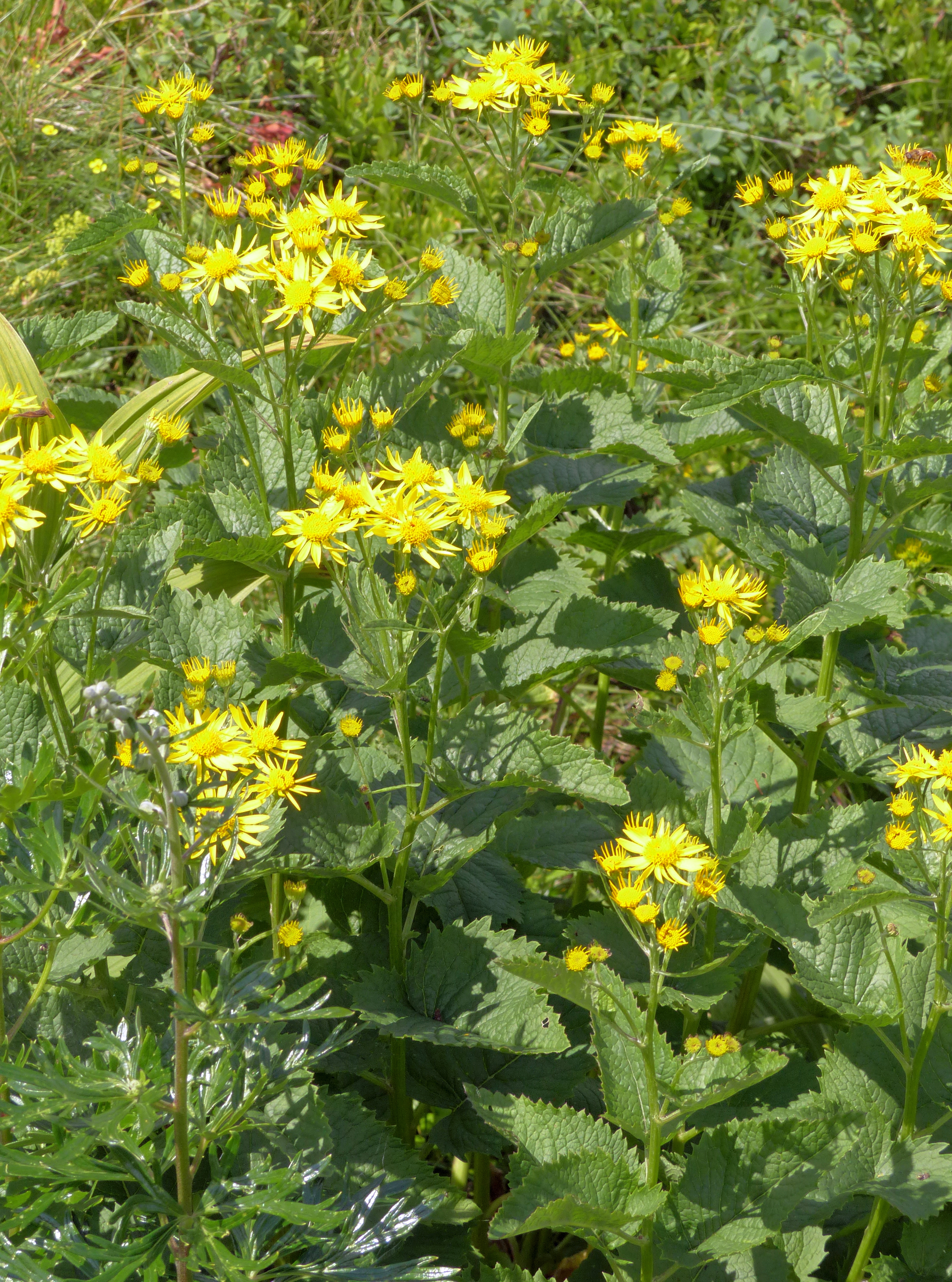 Alpengreiskraut