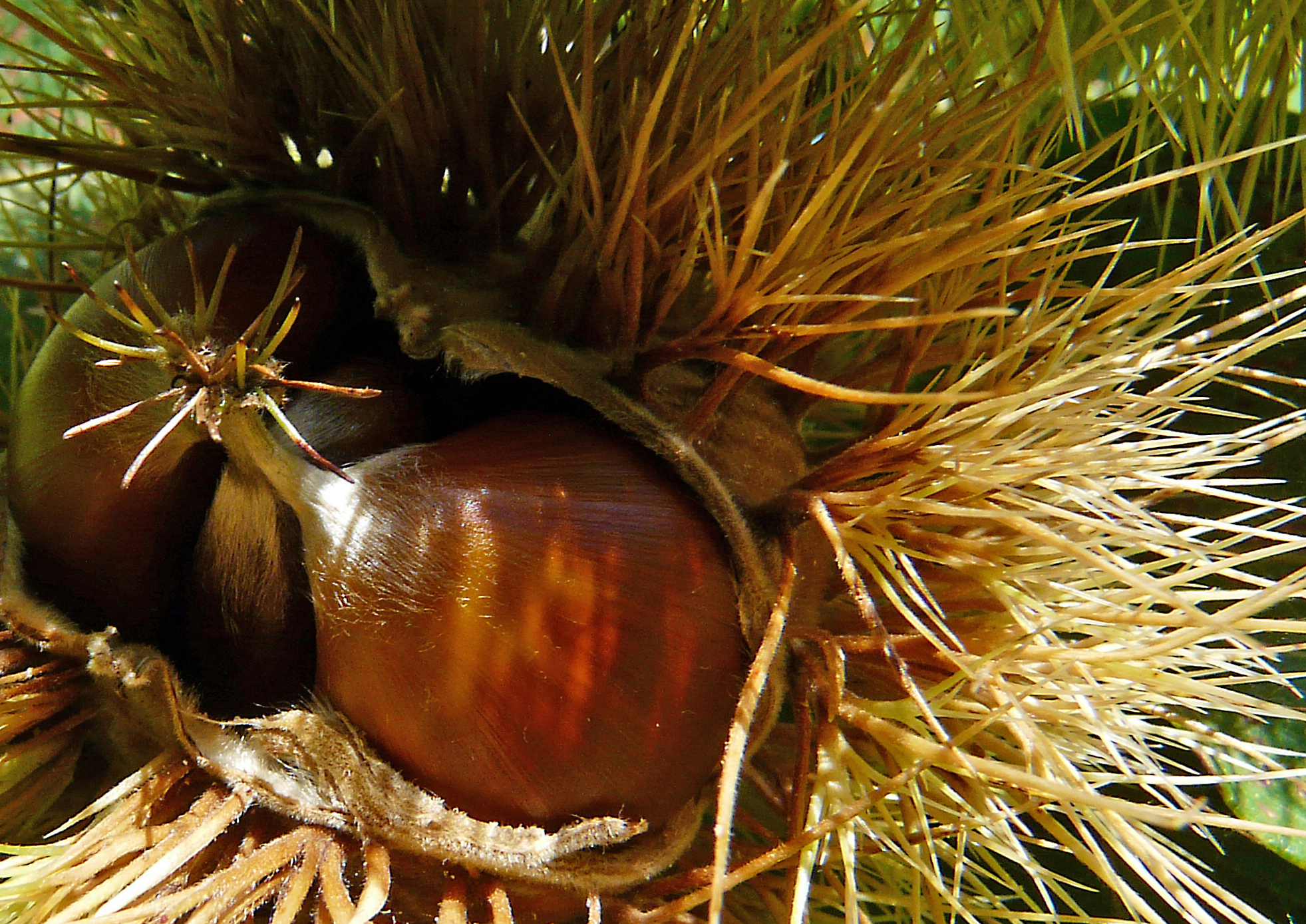 Kastanien  im  Backofen  rösten