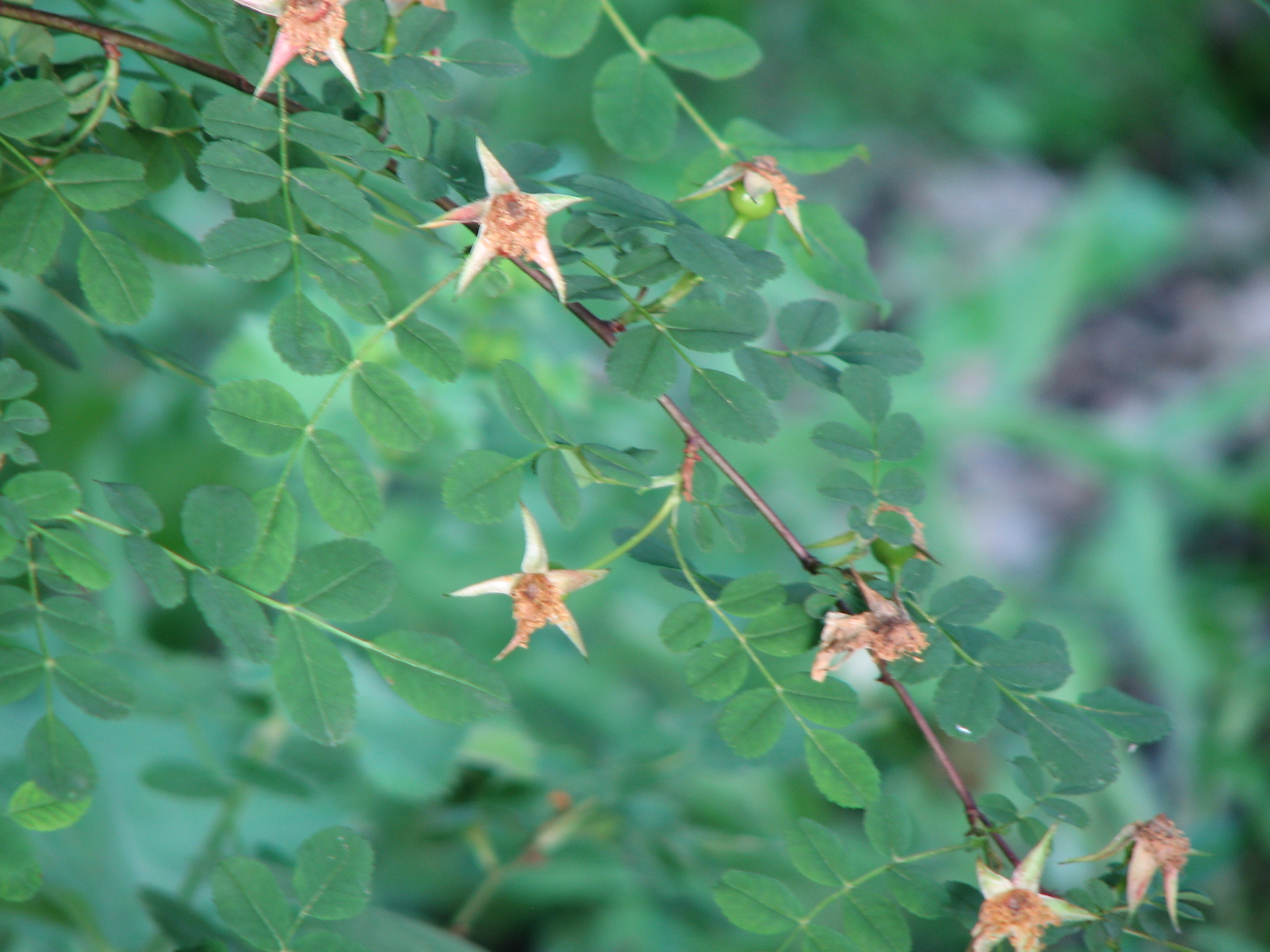 Chinesische Goldrose-Wildrose