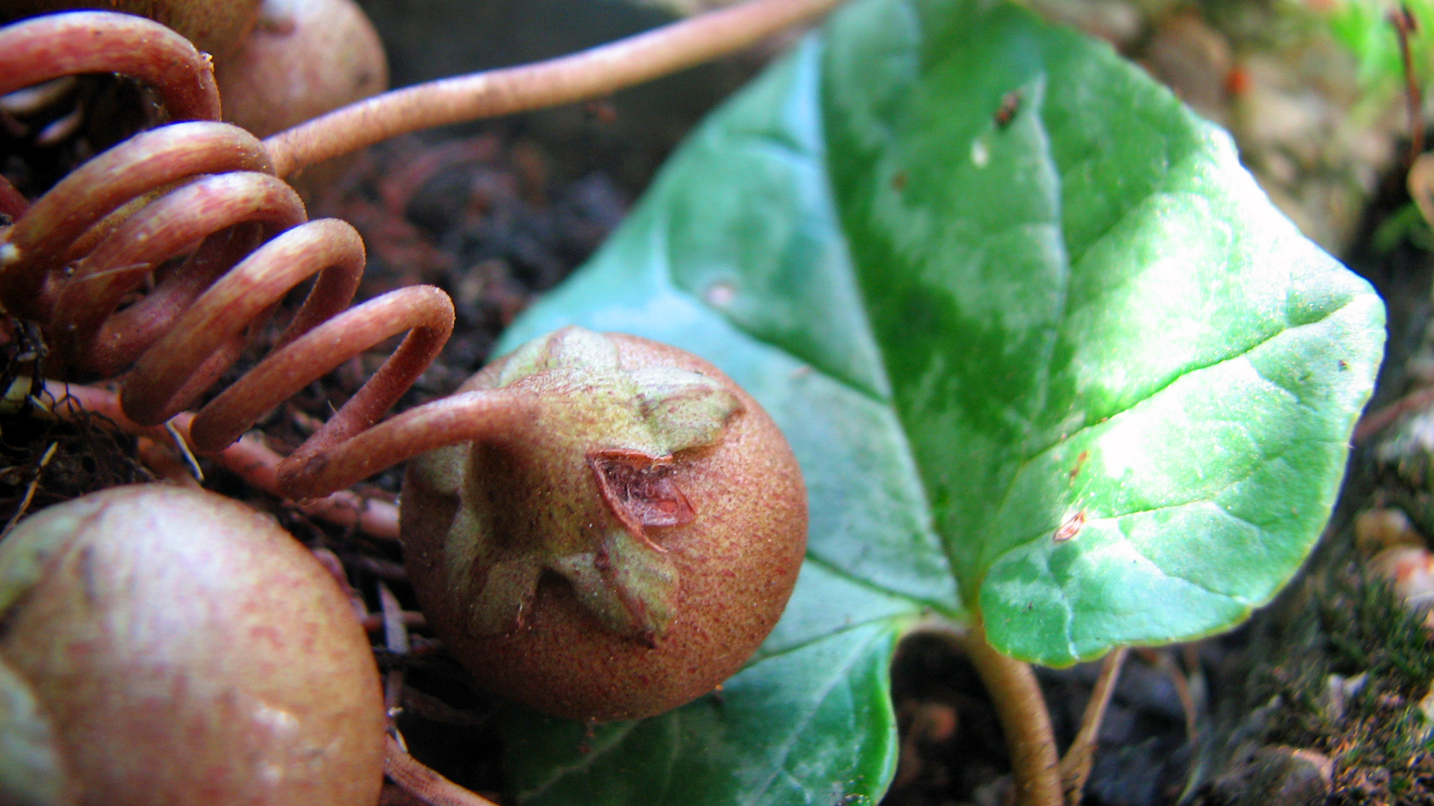 Efeublättriges Alpenveilchen