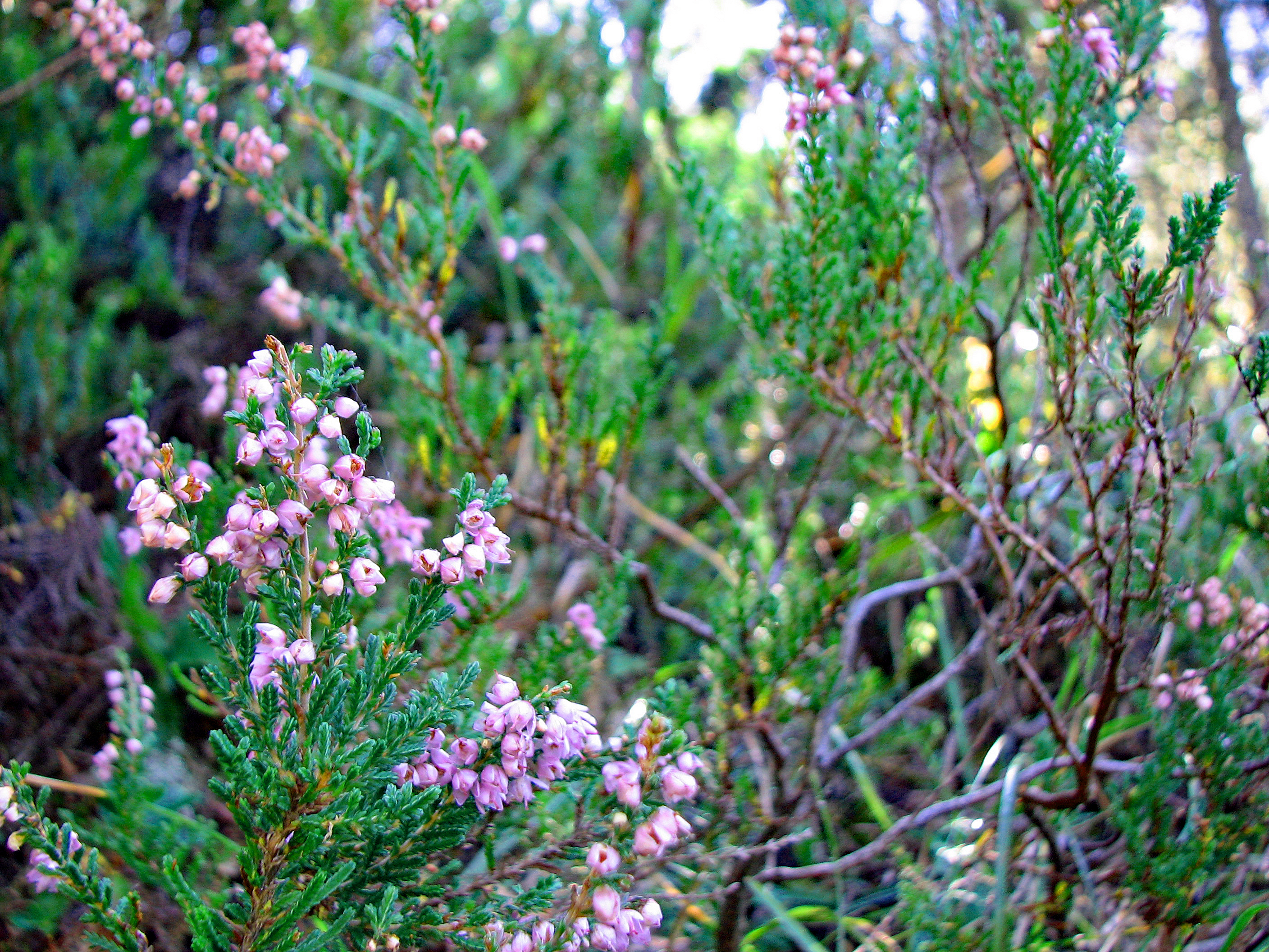 Besenheide