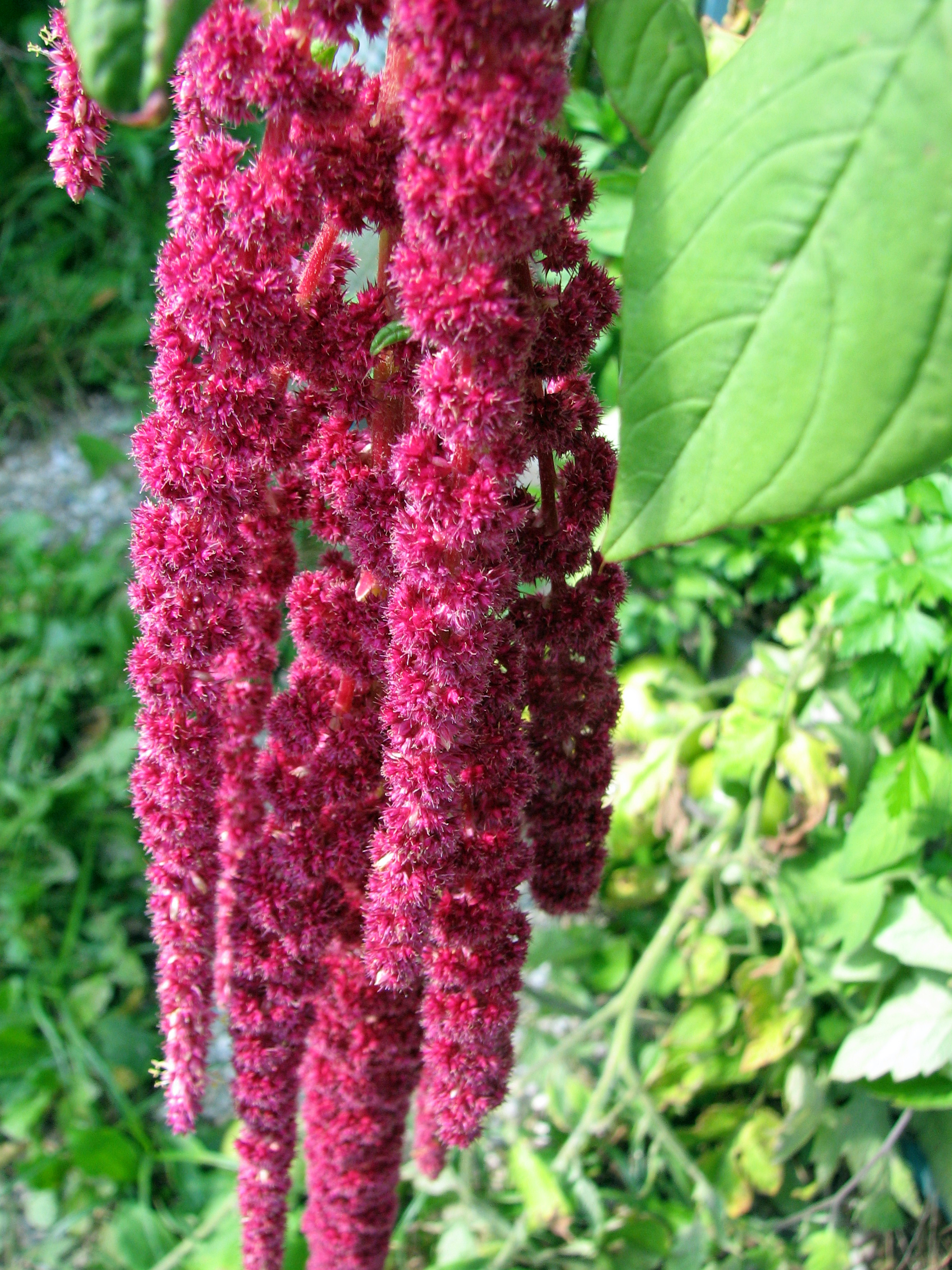 Amaranth