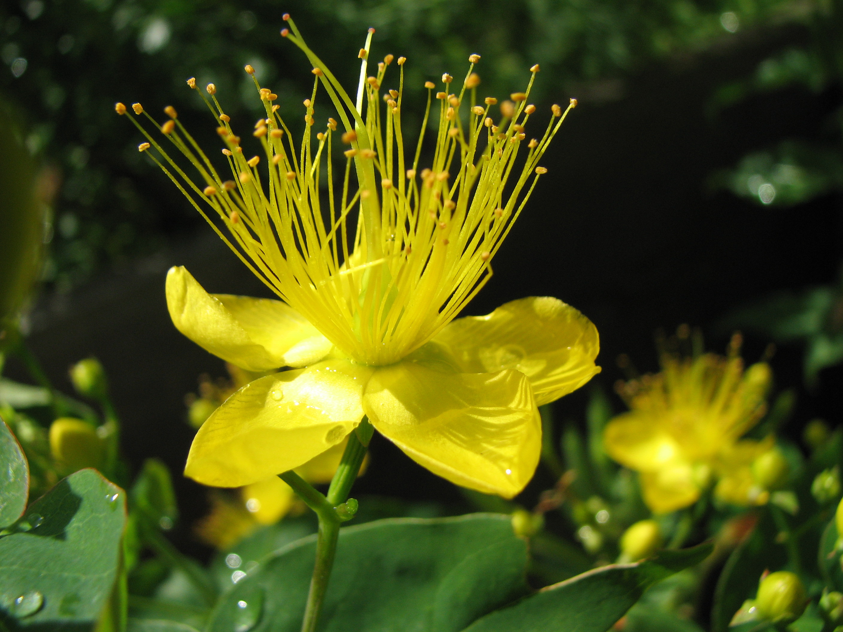 Zitronenjohanniskraut