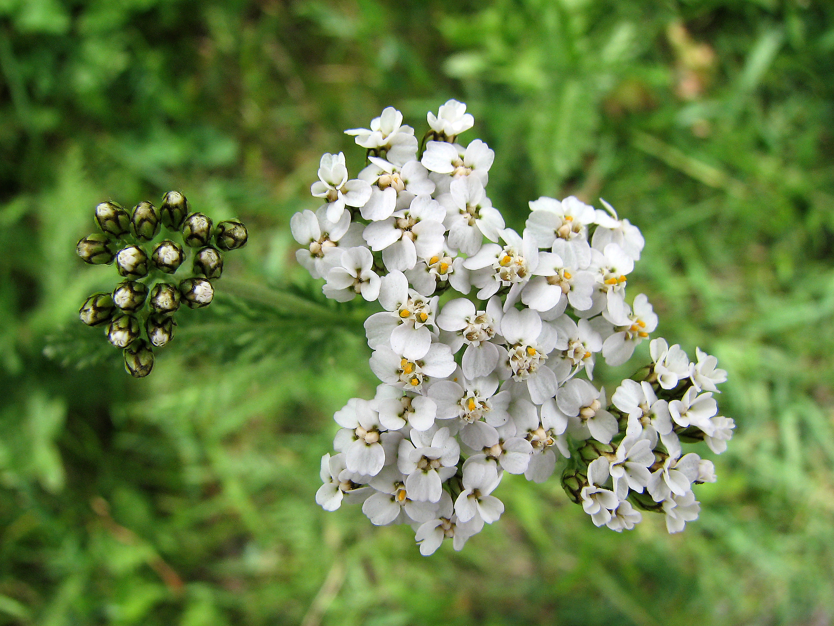Gewöhnliche Schafgarbe
