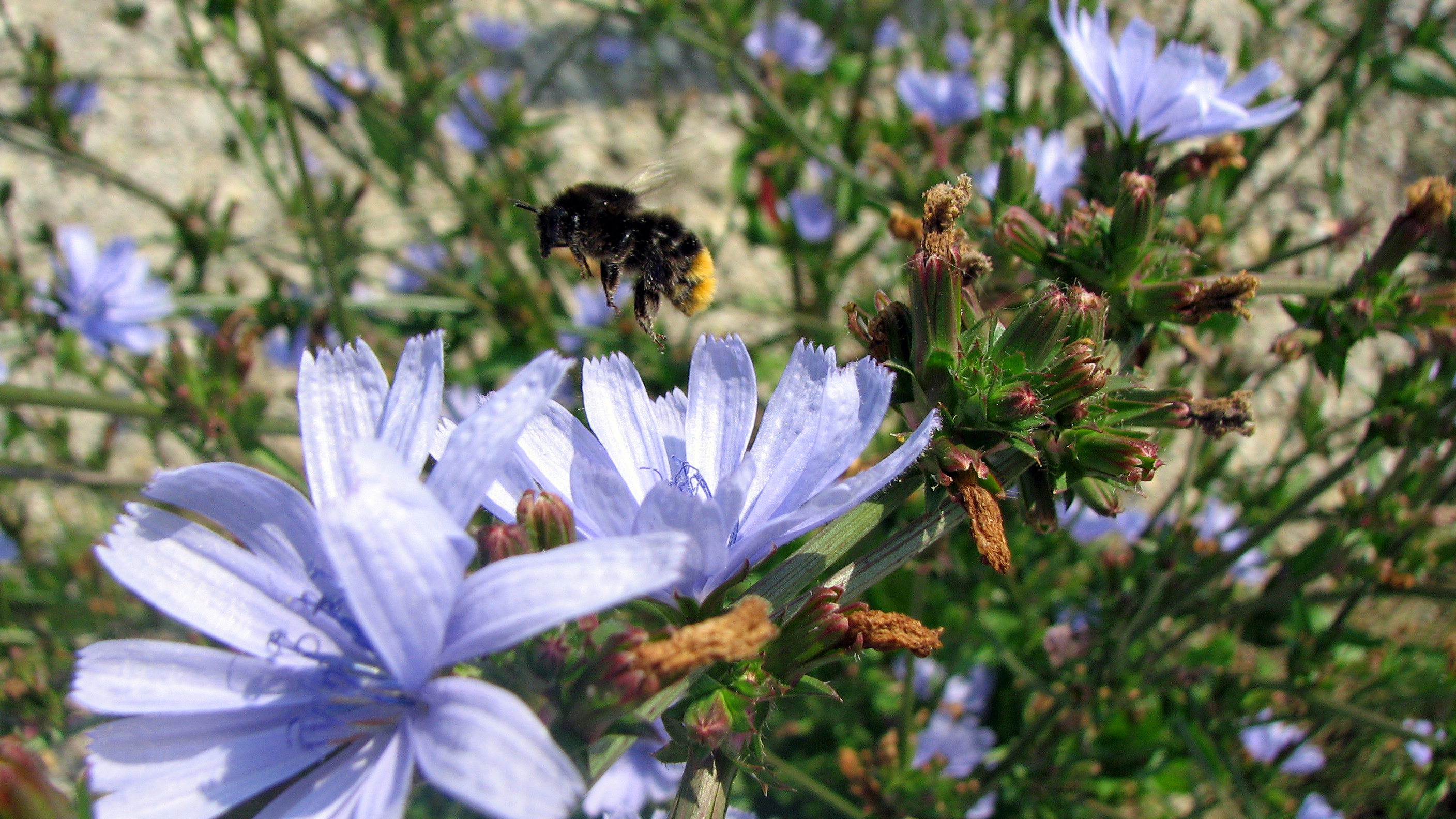 Gewöhnliche Wegwarte