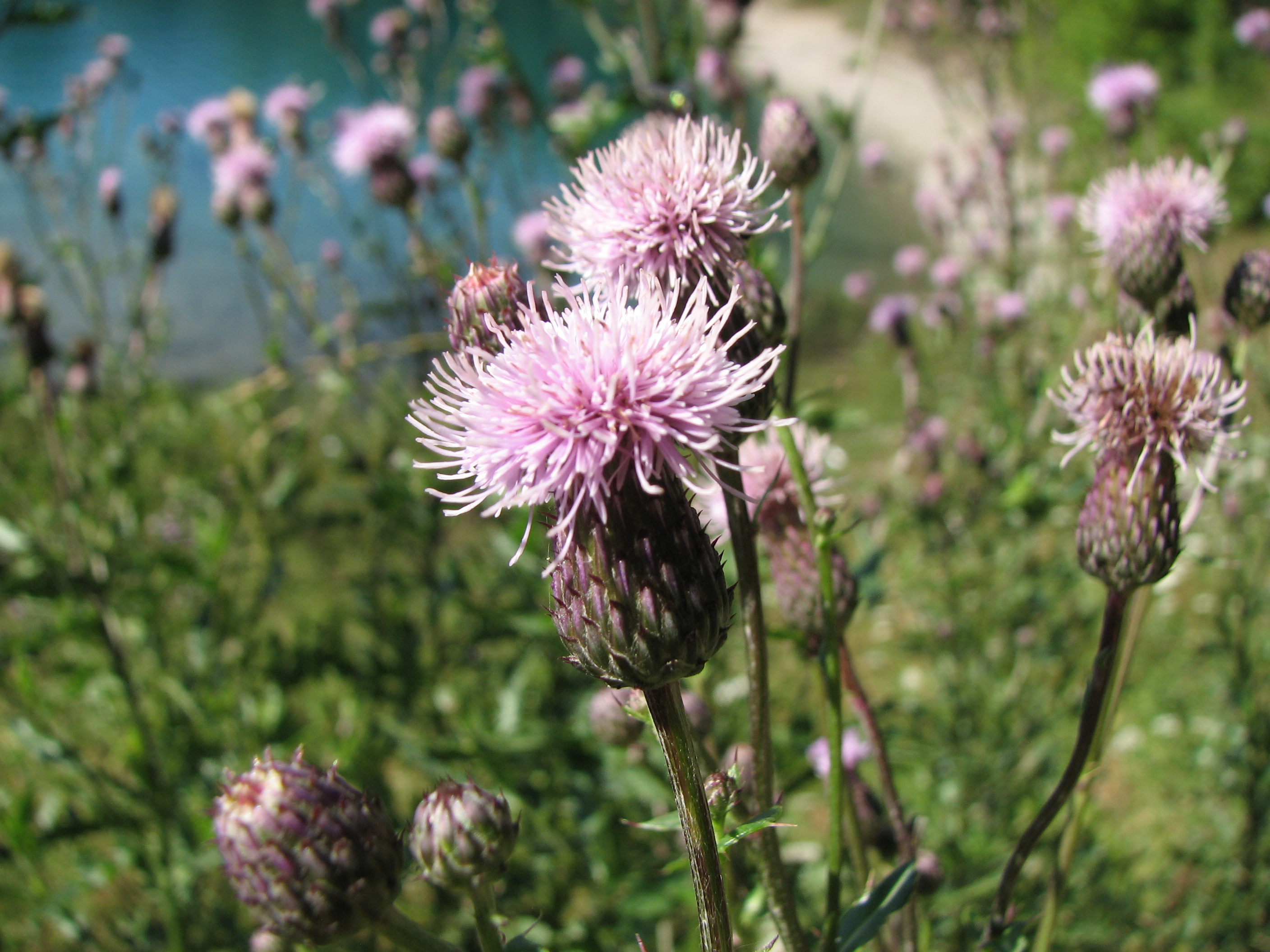 Ackerkratzdistel