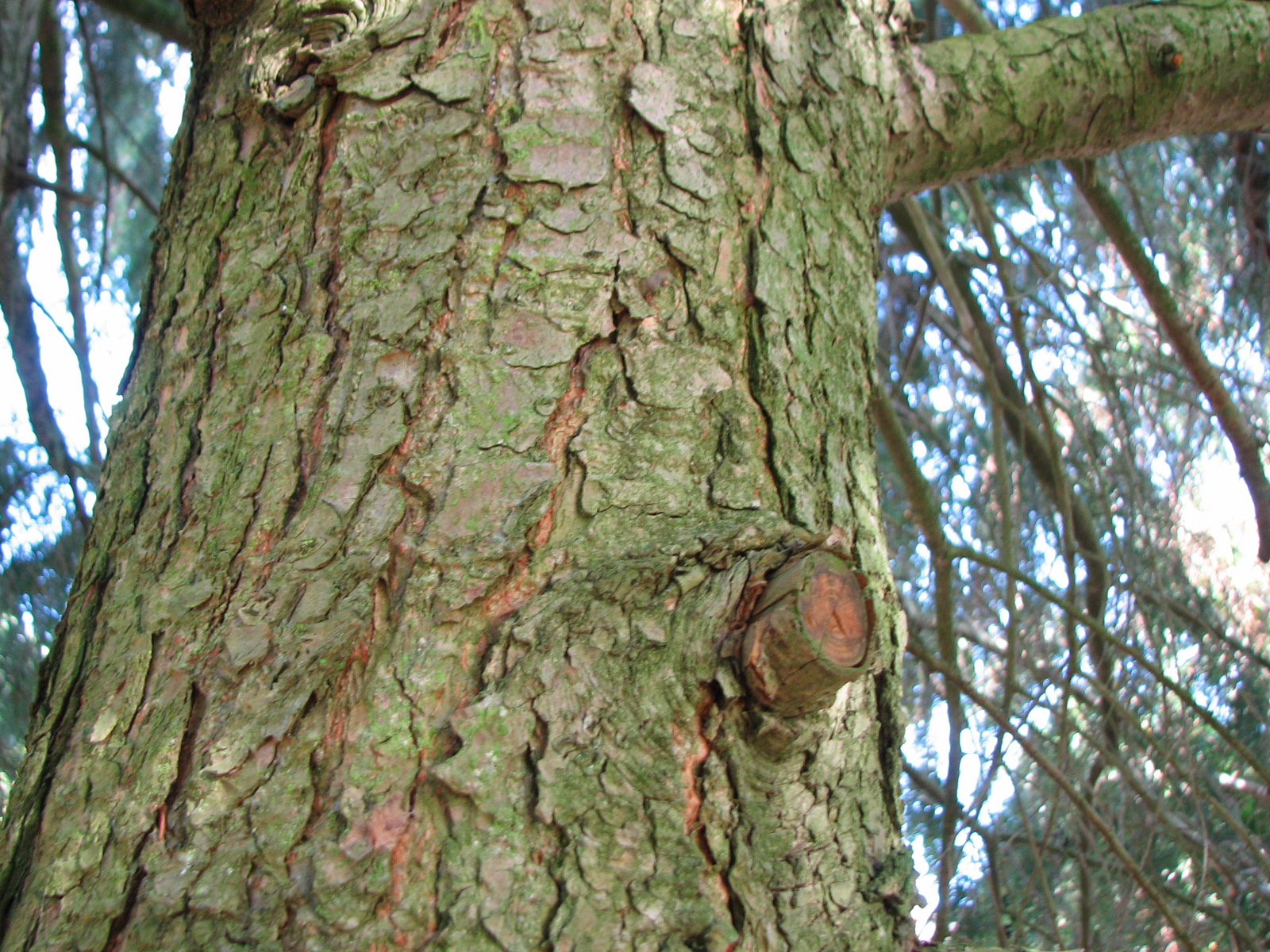 Kanadische Hemlocktanne