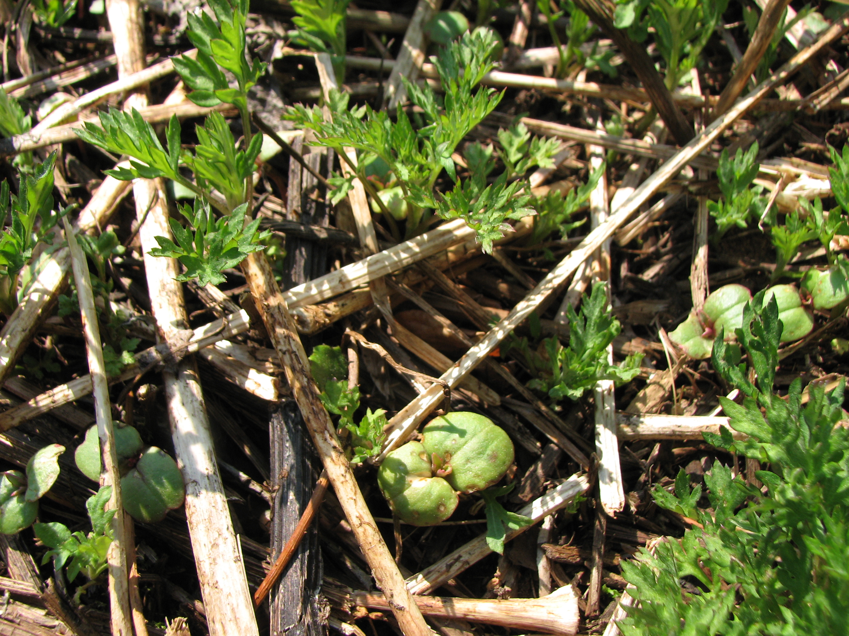 Drüsiges Springkraut