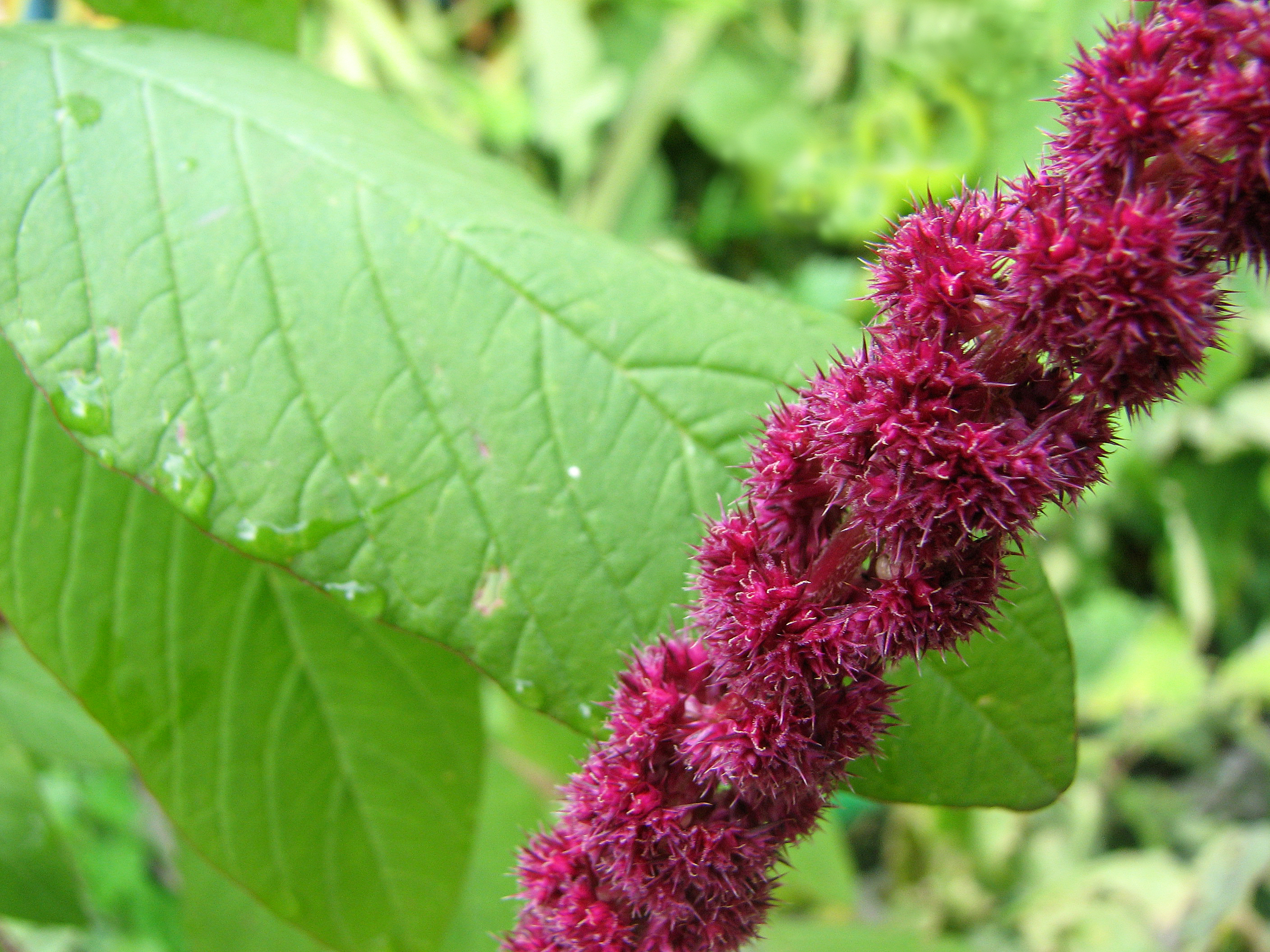 Amaranth
