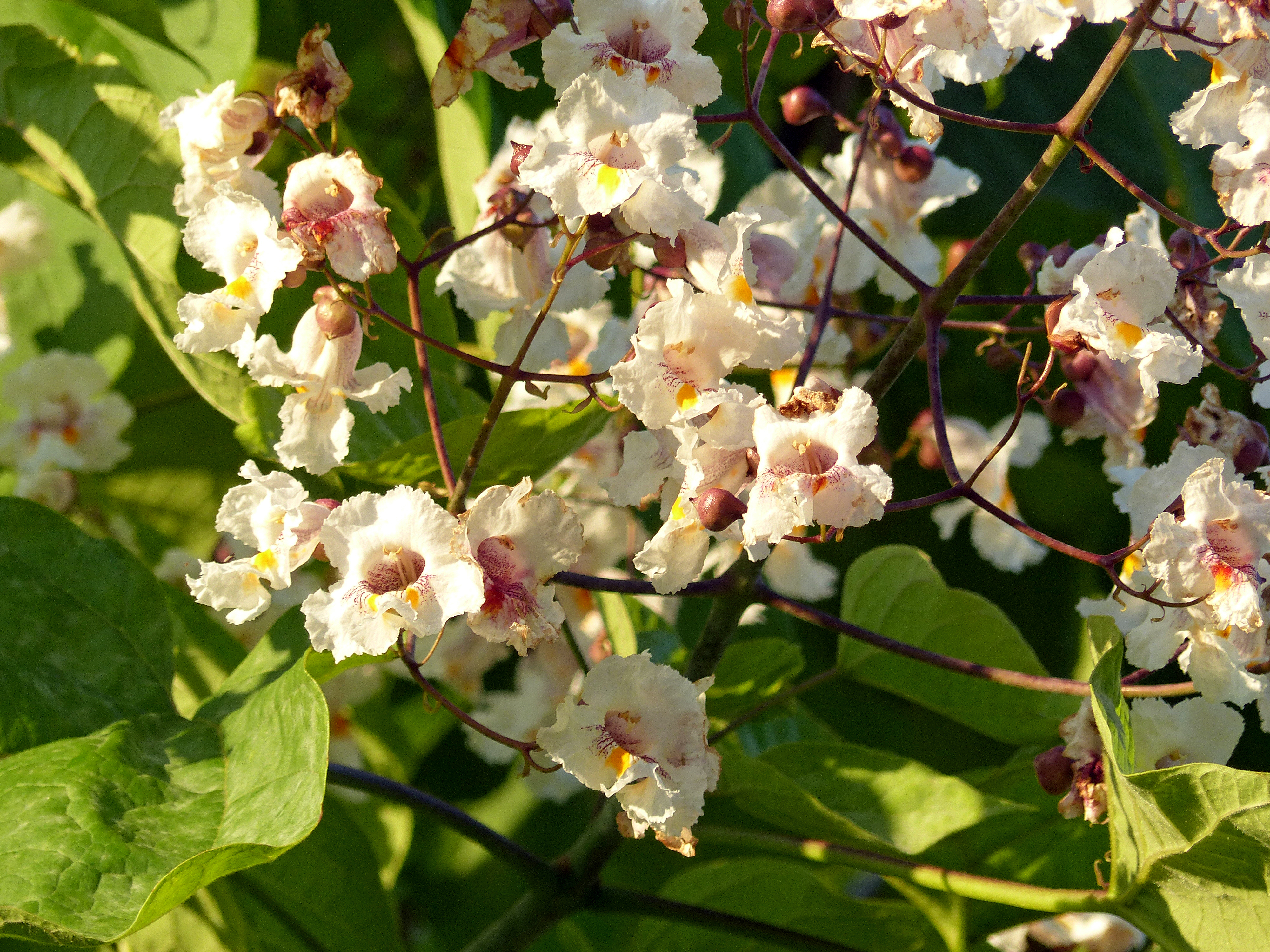 Gewöhnlicher Trompetenbaum