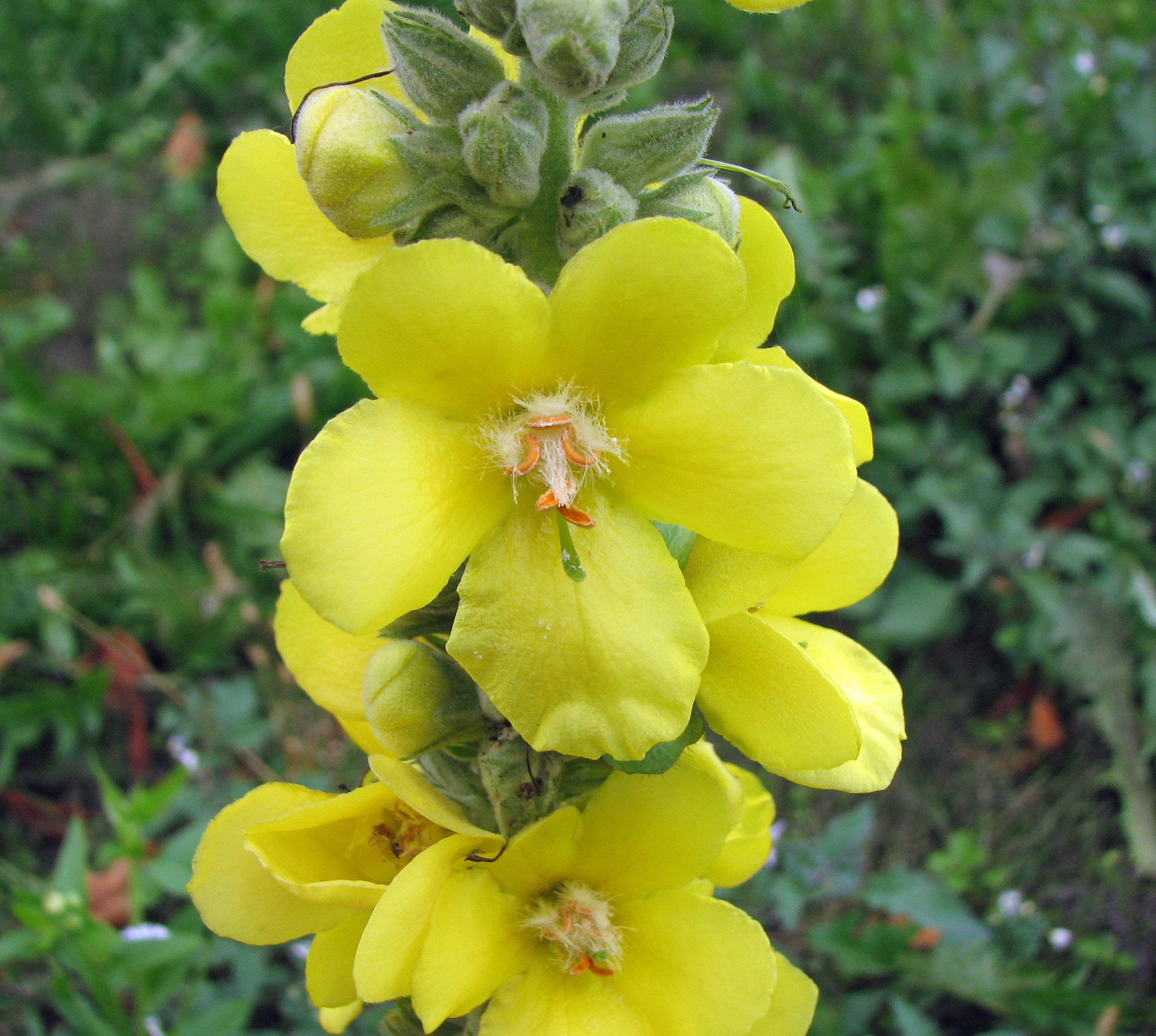 Großblütige Königskerze