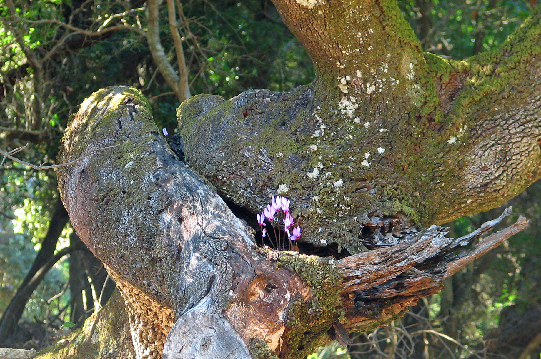 Efeublättriges Alpenveilchen