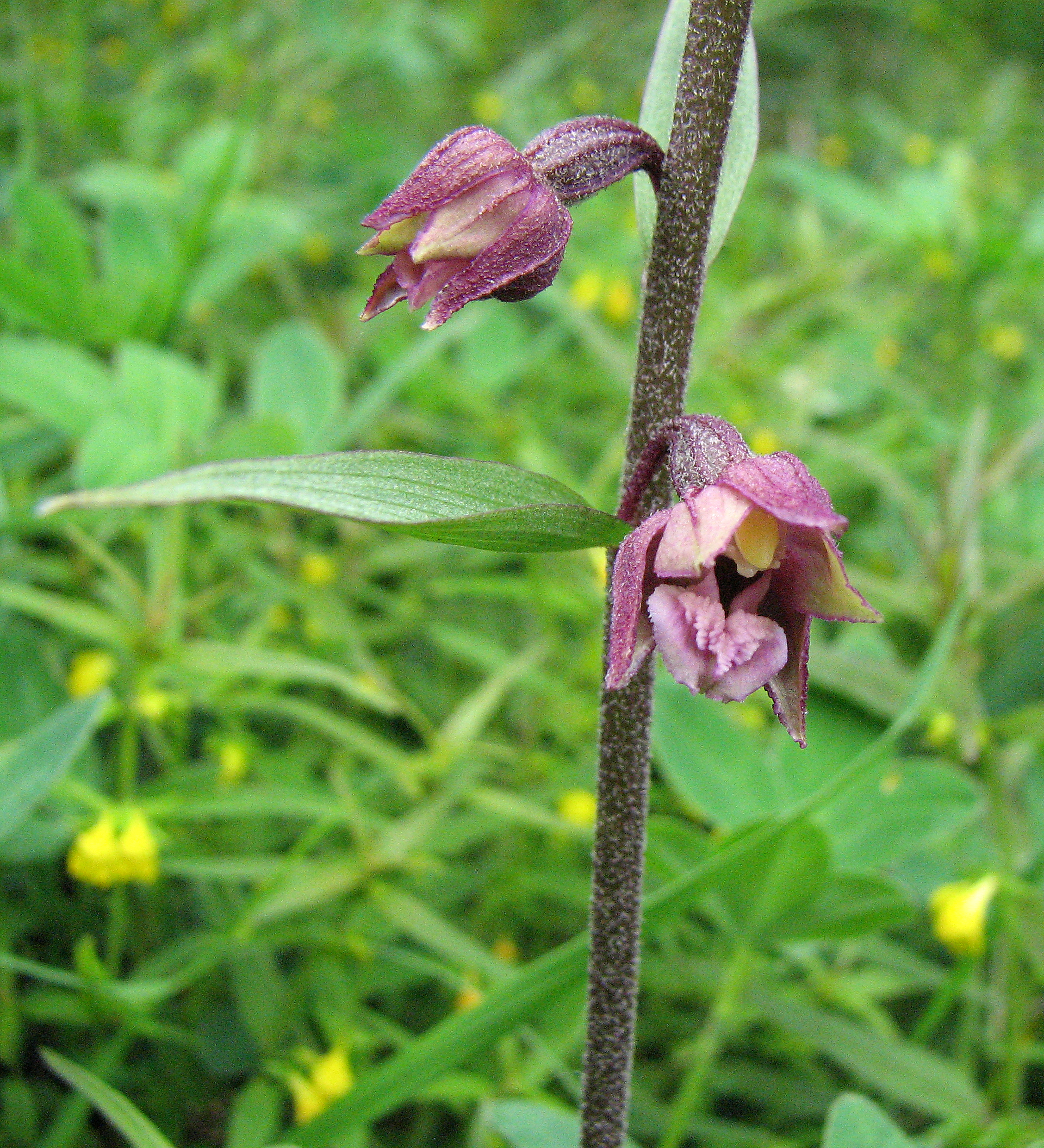 Braunrote Stendelwurz