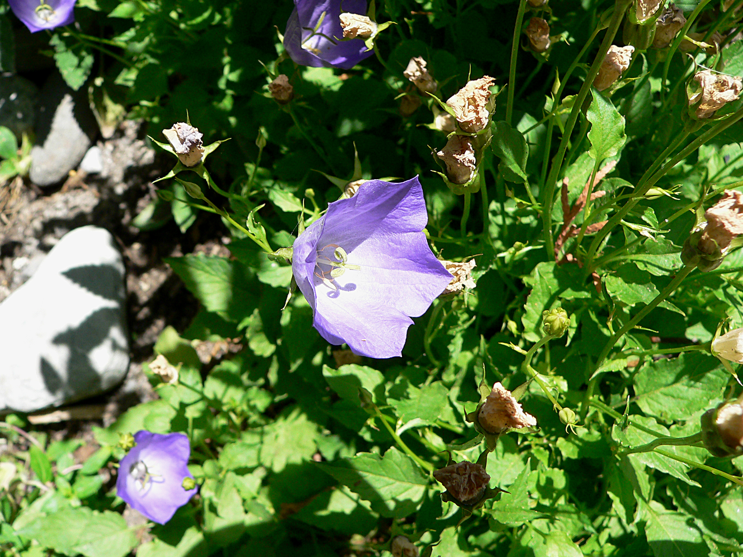 Karpatenglockenblume