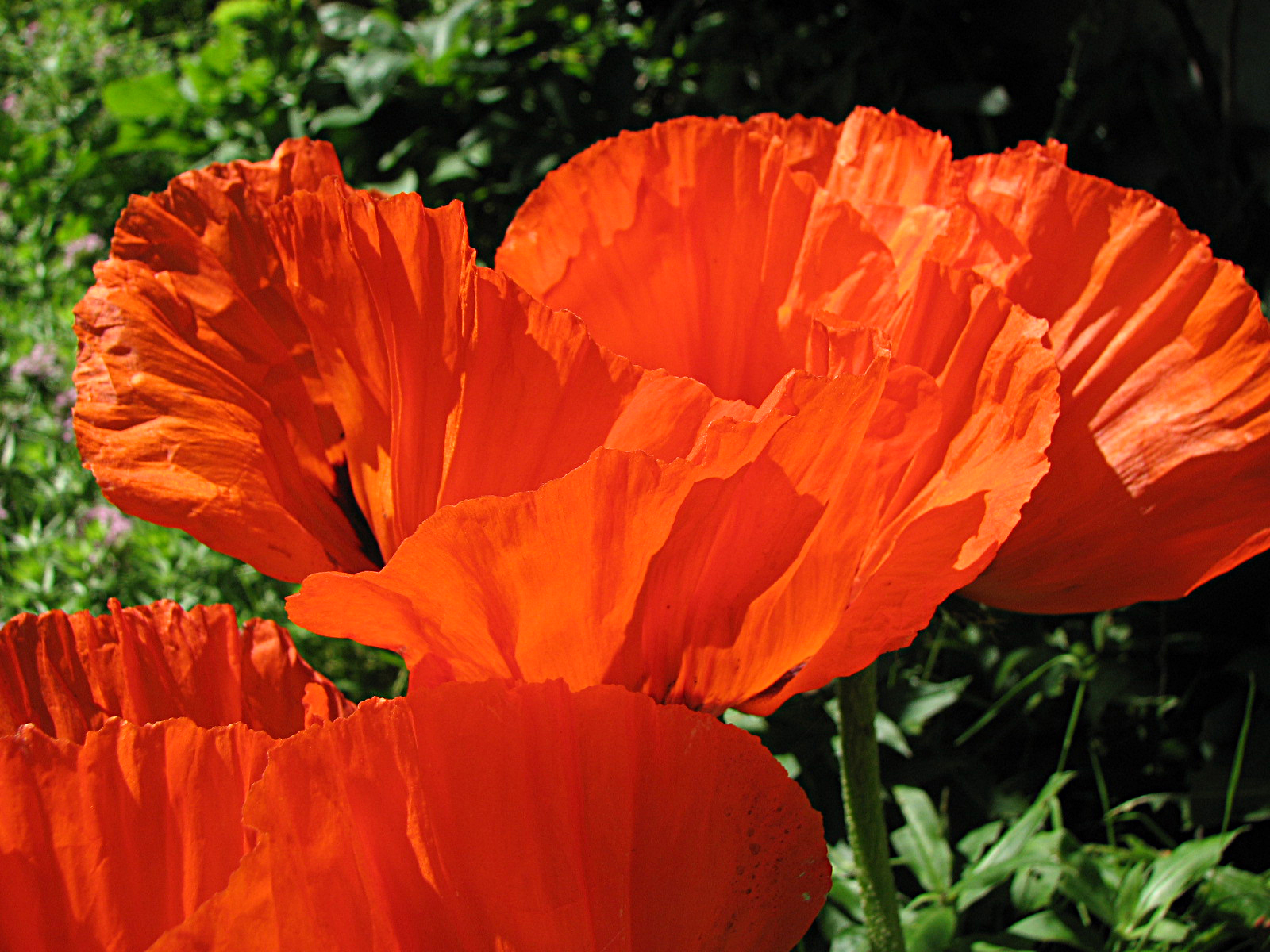 Türkischer Mohn