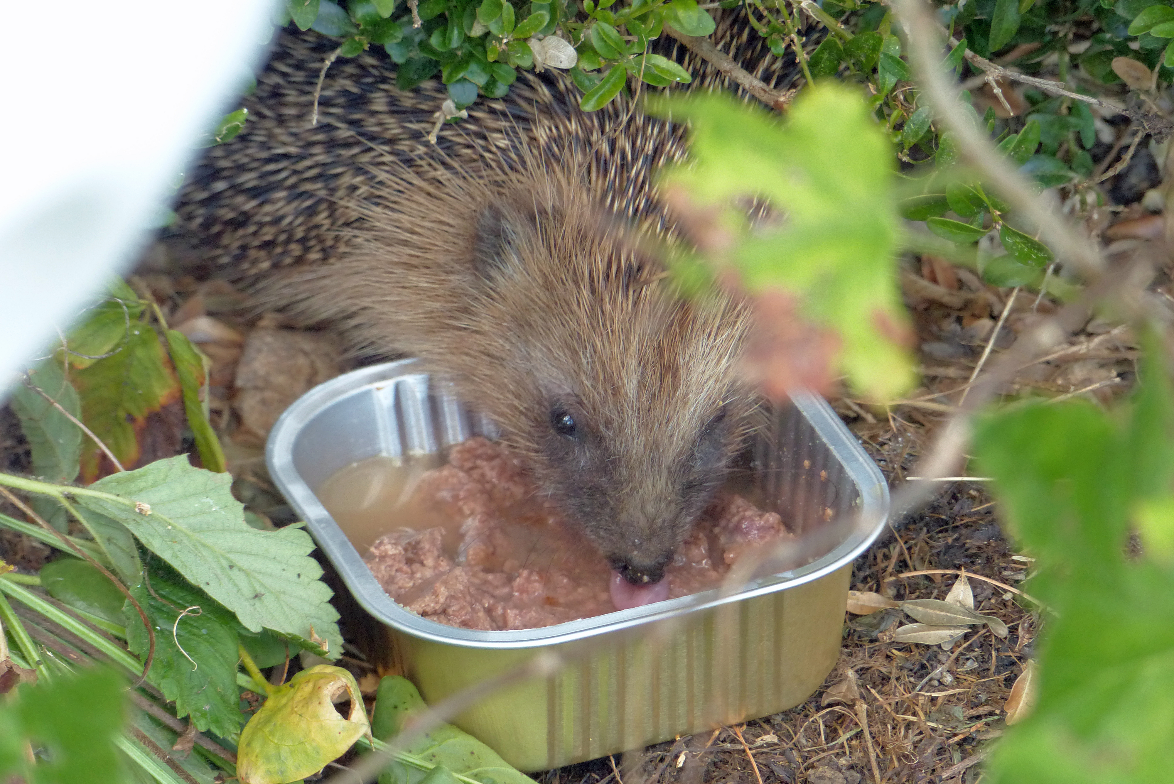 <p>Igel mit Katzen-Nassfutter. Er / Sie ? war so hungrig, dass das Futter sogar bei Tageslicht sofort angenommen wurde.</p>