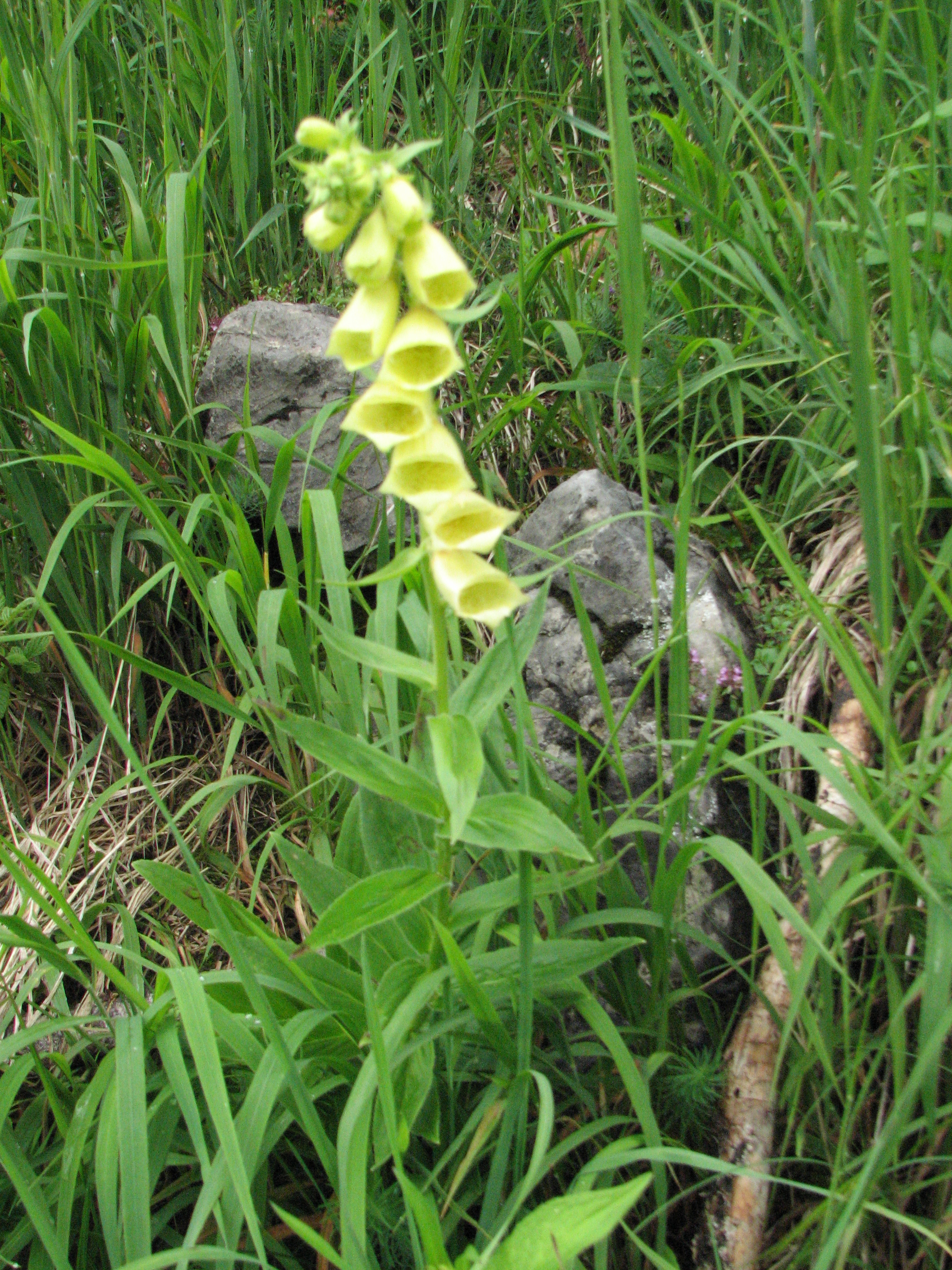 Großblütiger Fingerhut