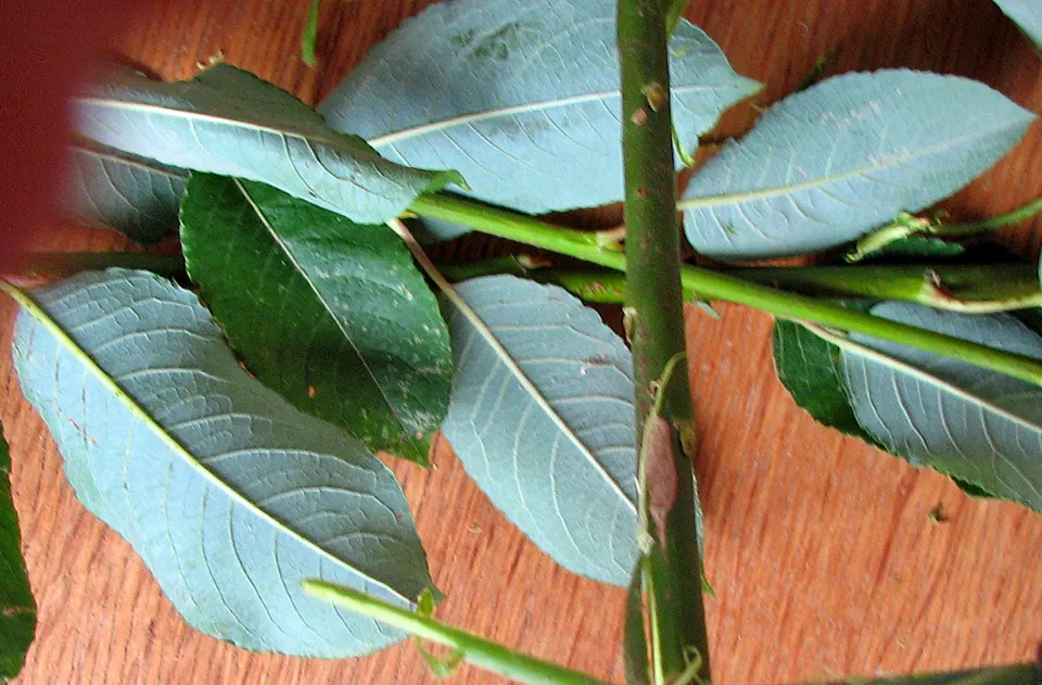 Weidenblätter medizinisch direkt anwenden