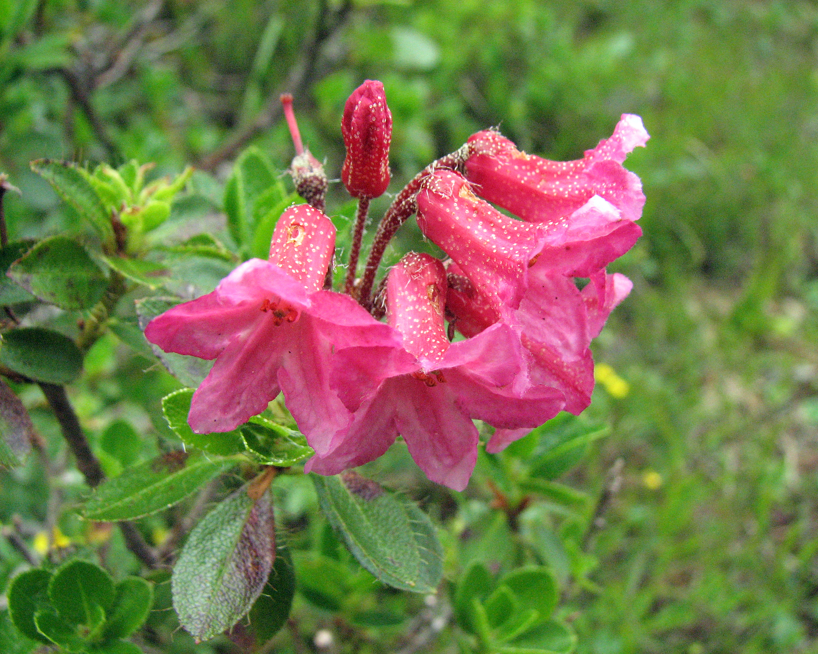 Bewimperte Alpenrose