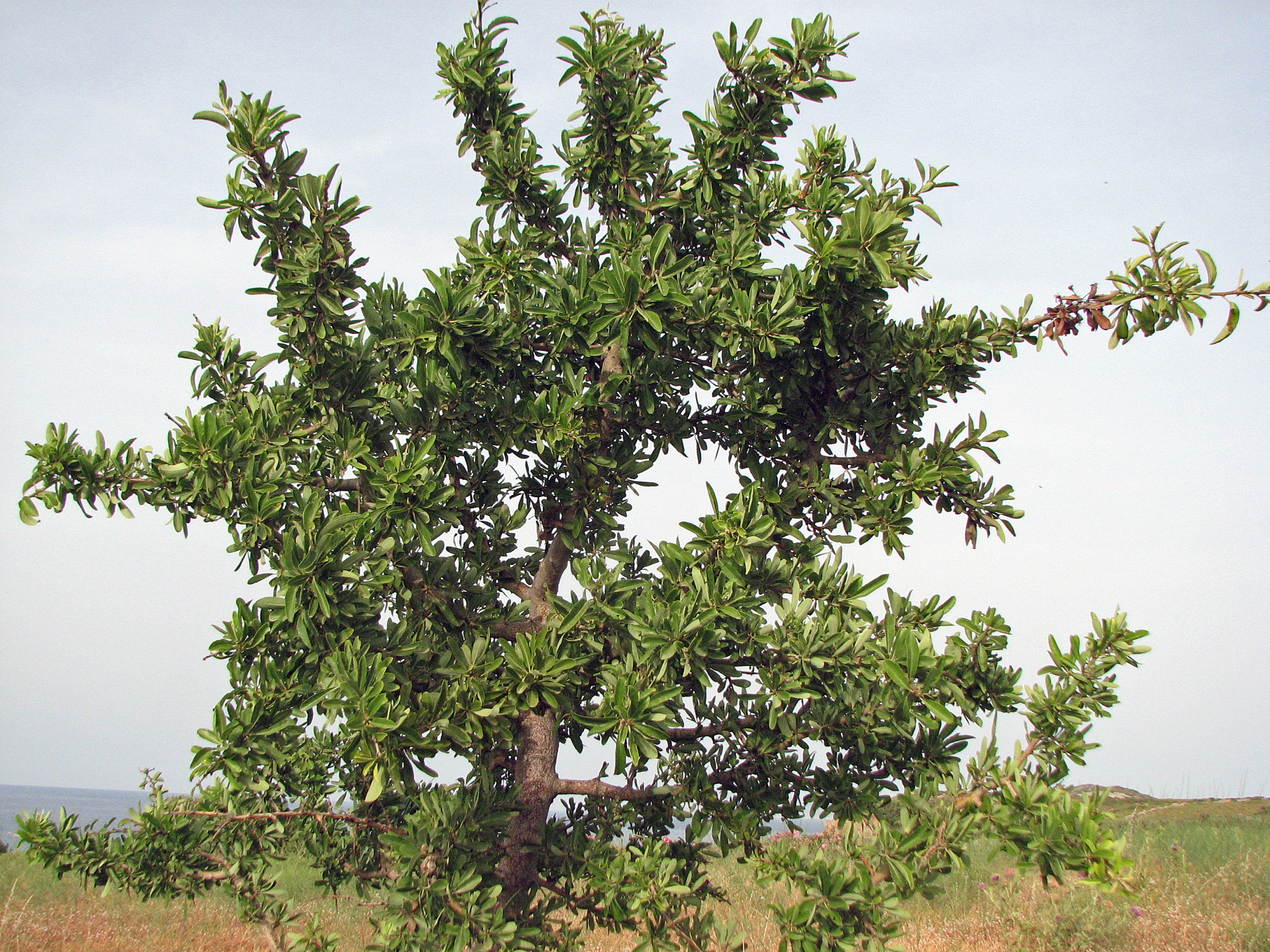 Mandelblättrige Birne