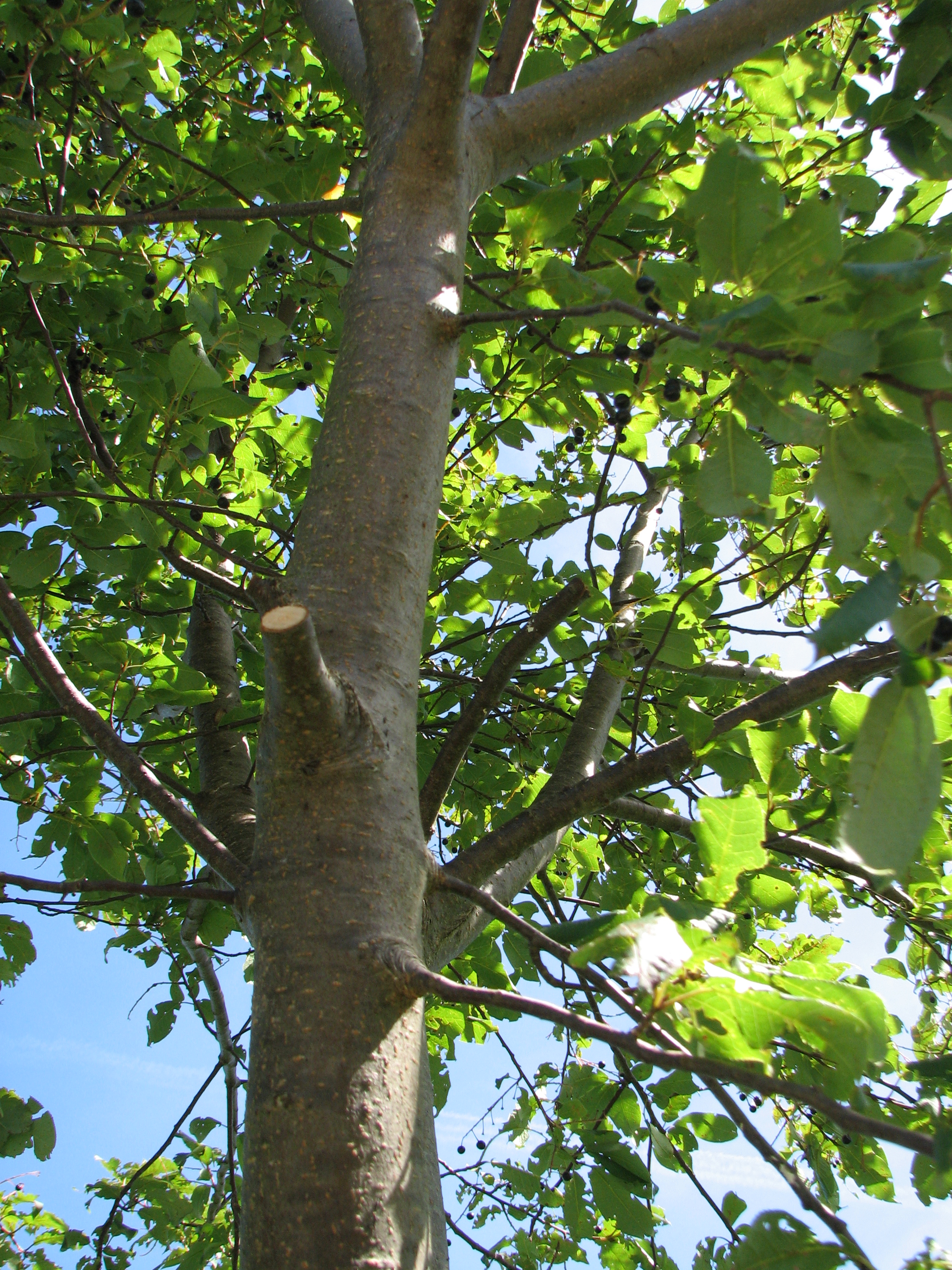 Spätblühende Traubenkirsche