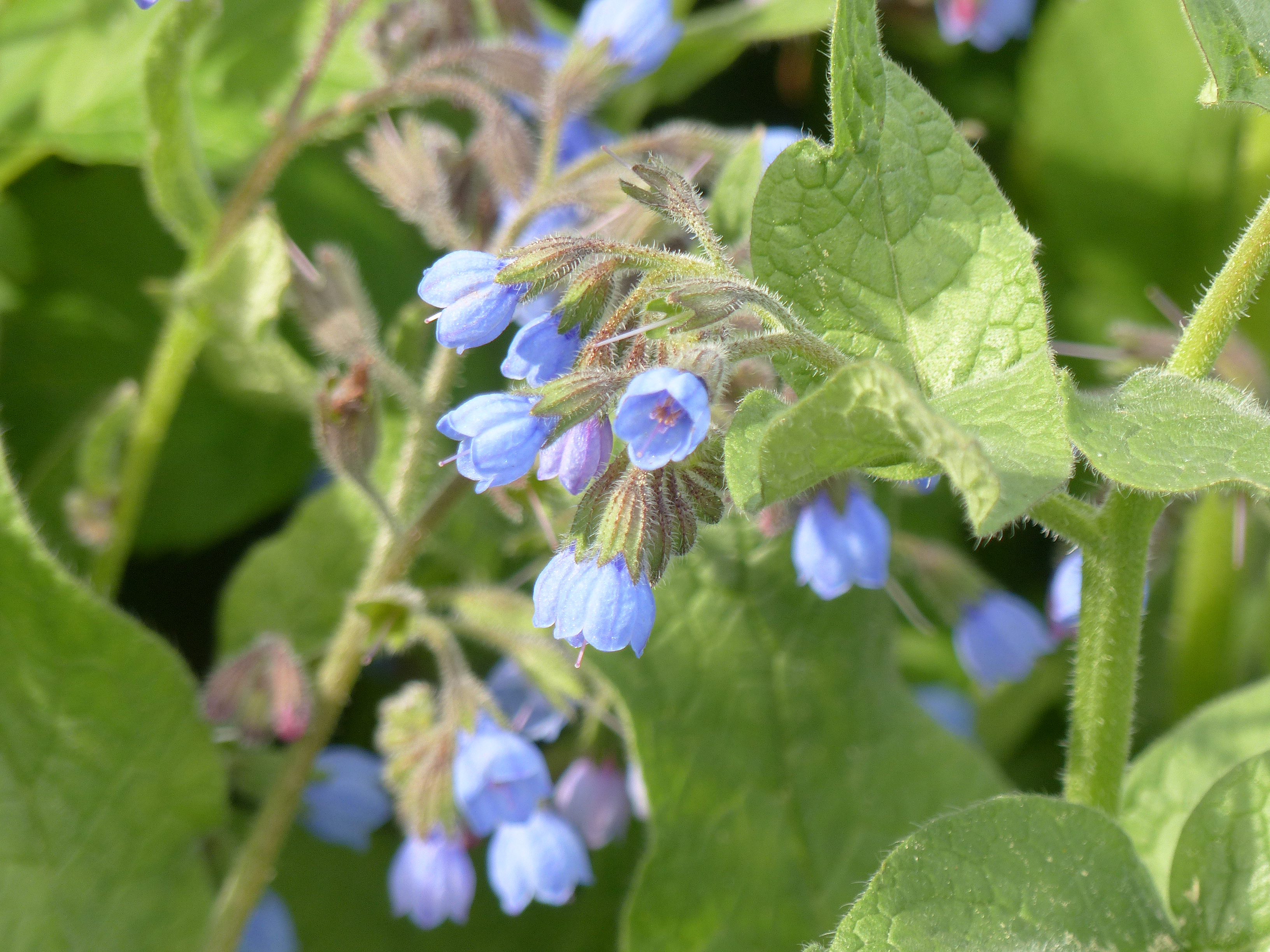 Blauer Kaukasus-Beinwell
