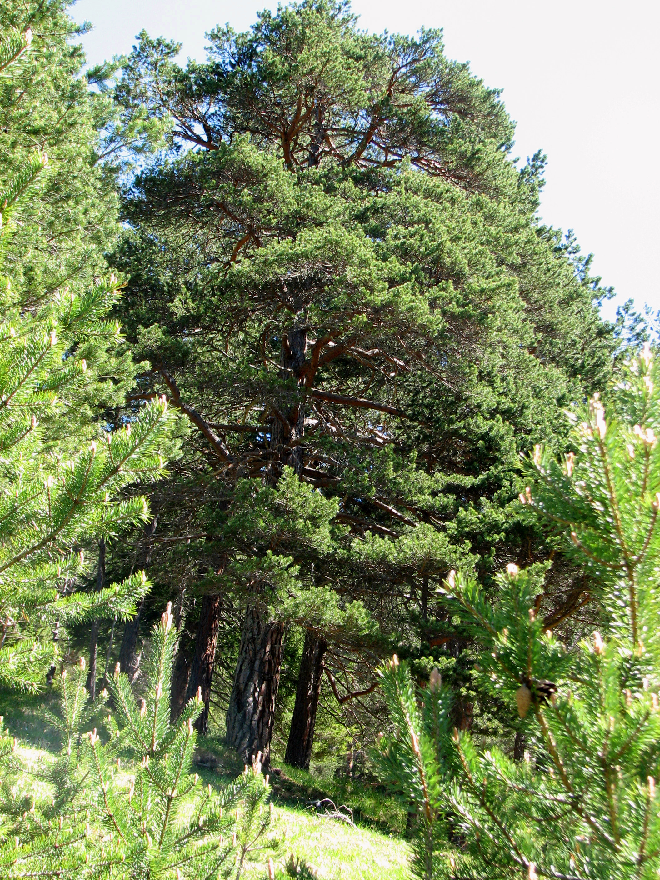 Österreichische Schwarzkiefer