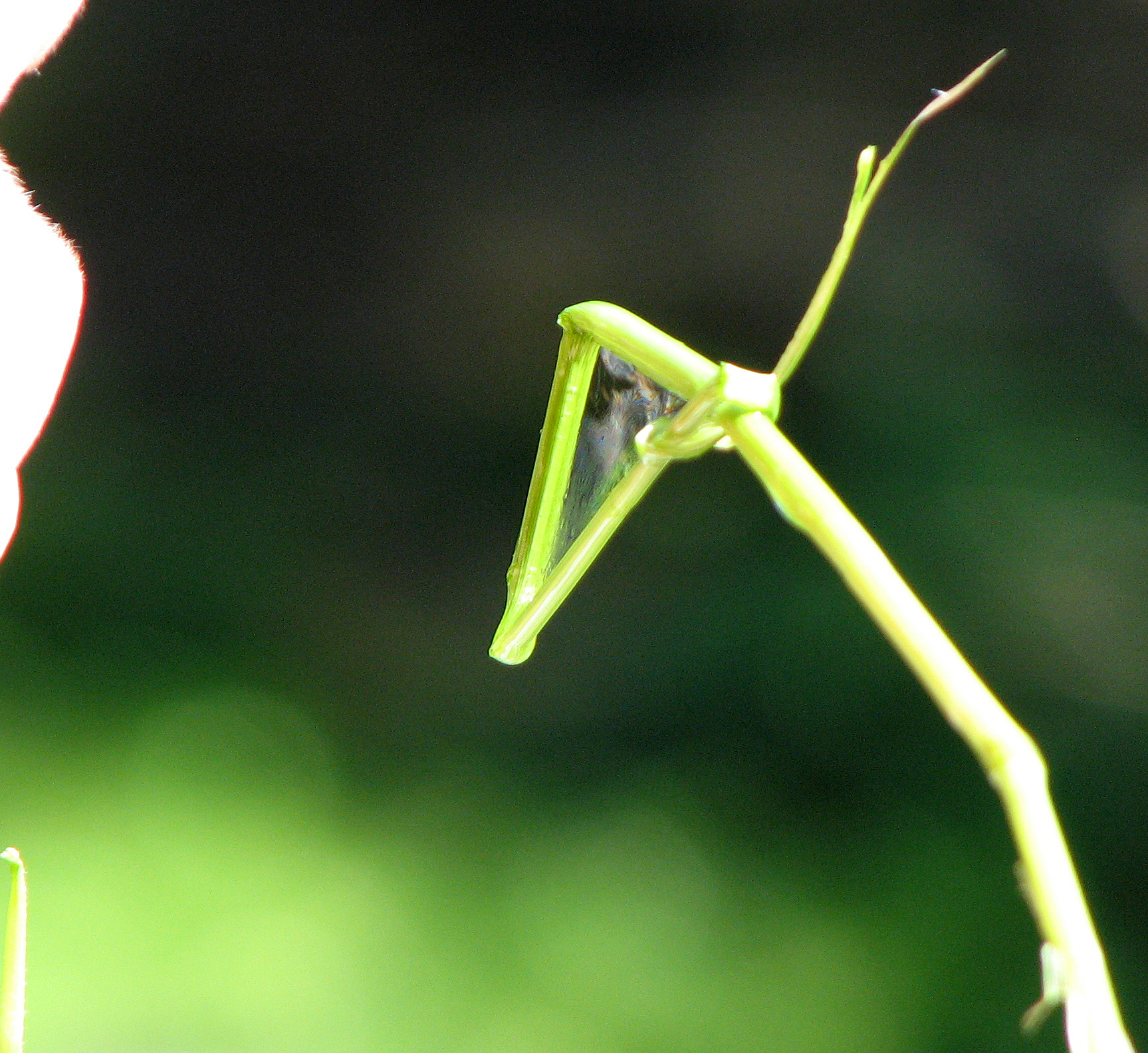 <p>Ganz sanft blasen ... </p>