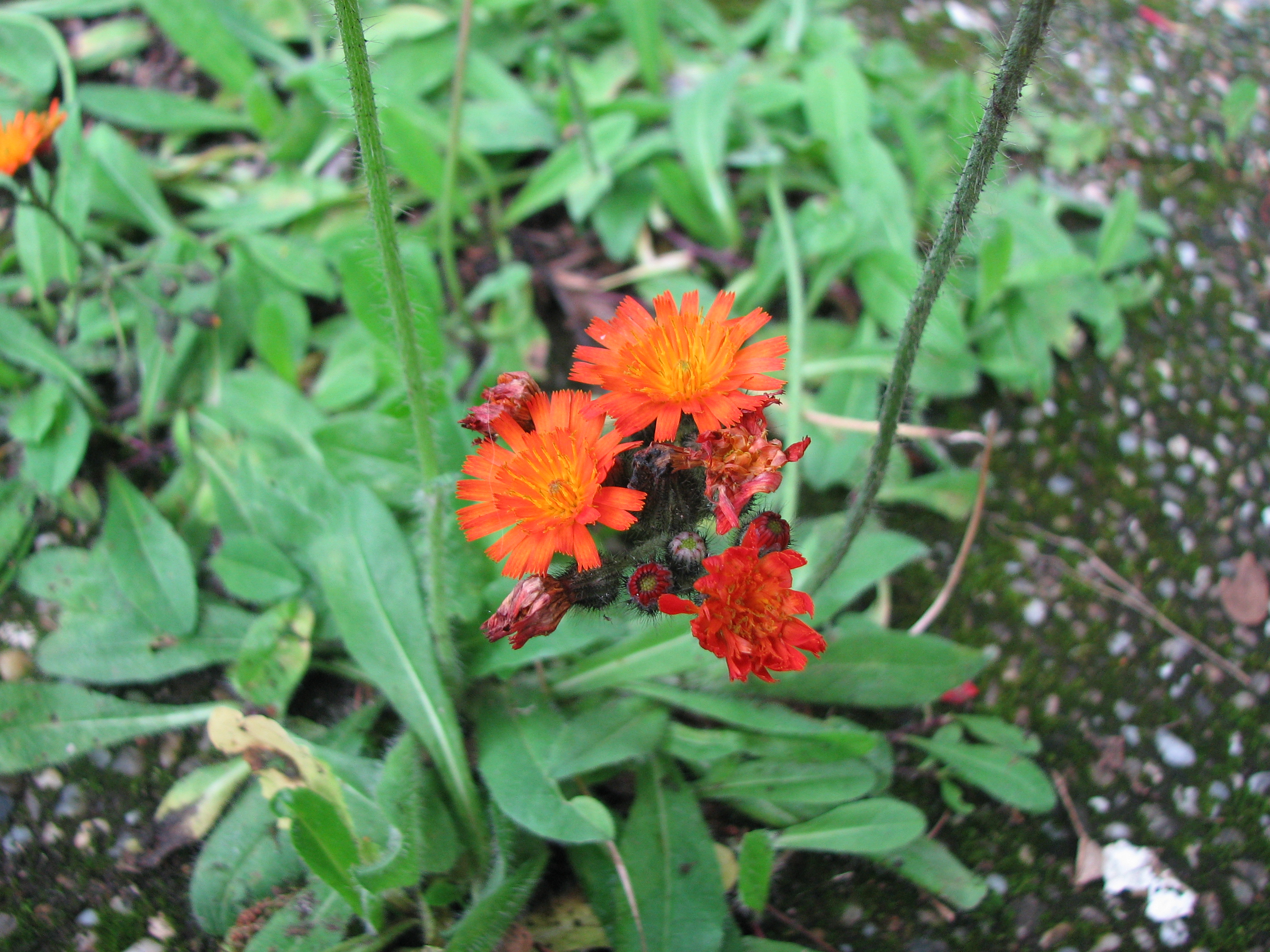 Orangerotes Habichtskraut