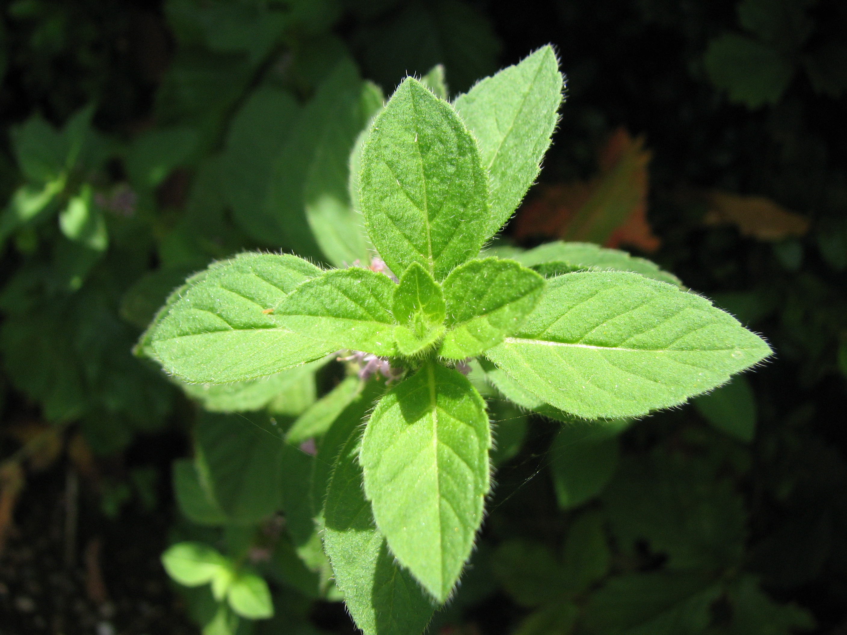 Kölnischwasser Minze