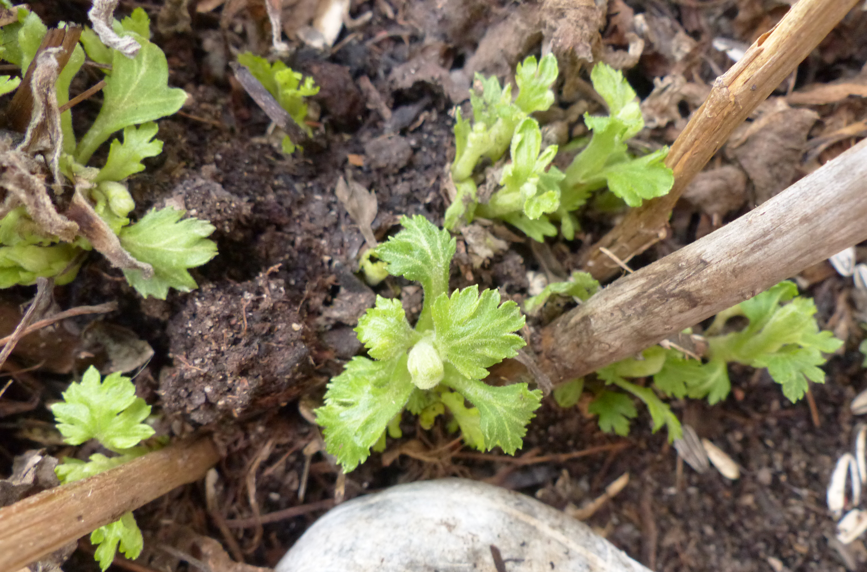 Chinesische Teechrysantheme