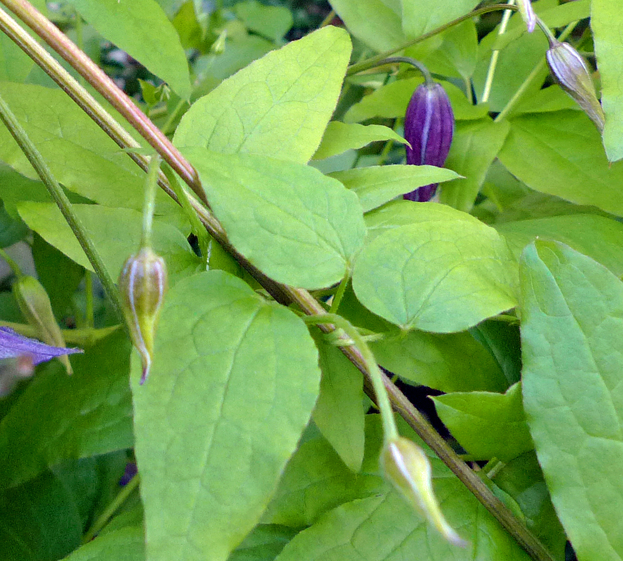 Italienische Waldrebe