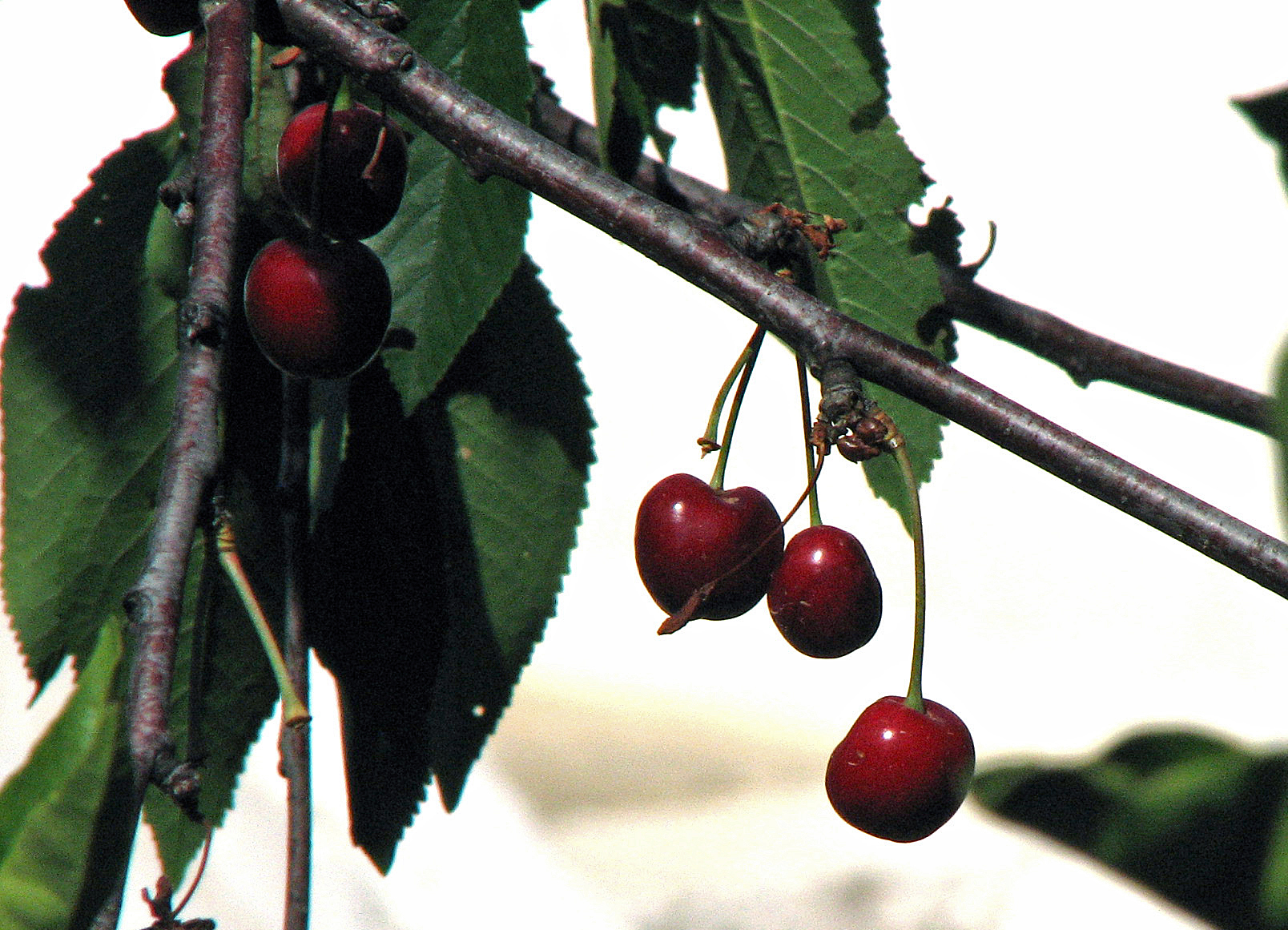 Vogelkirsche