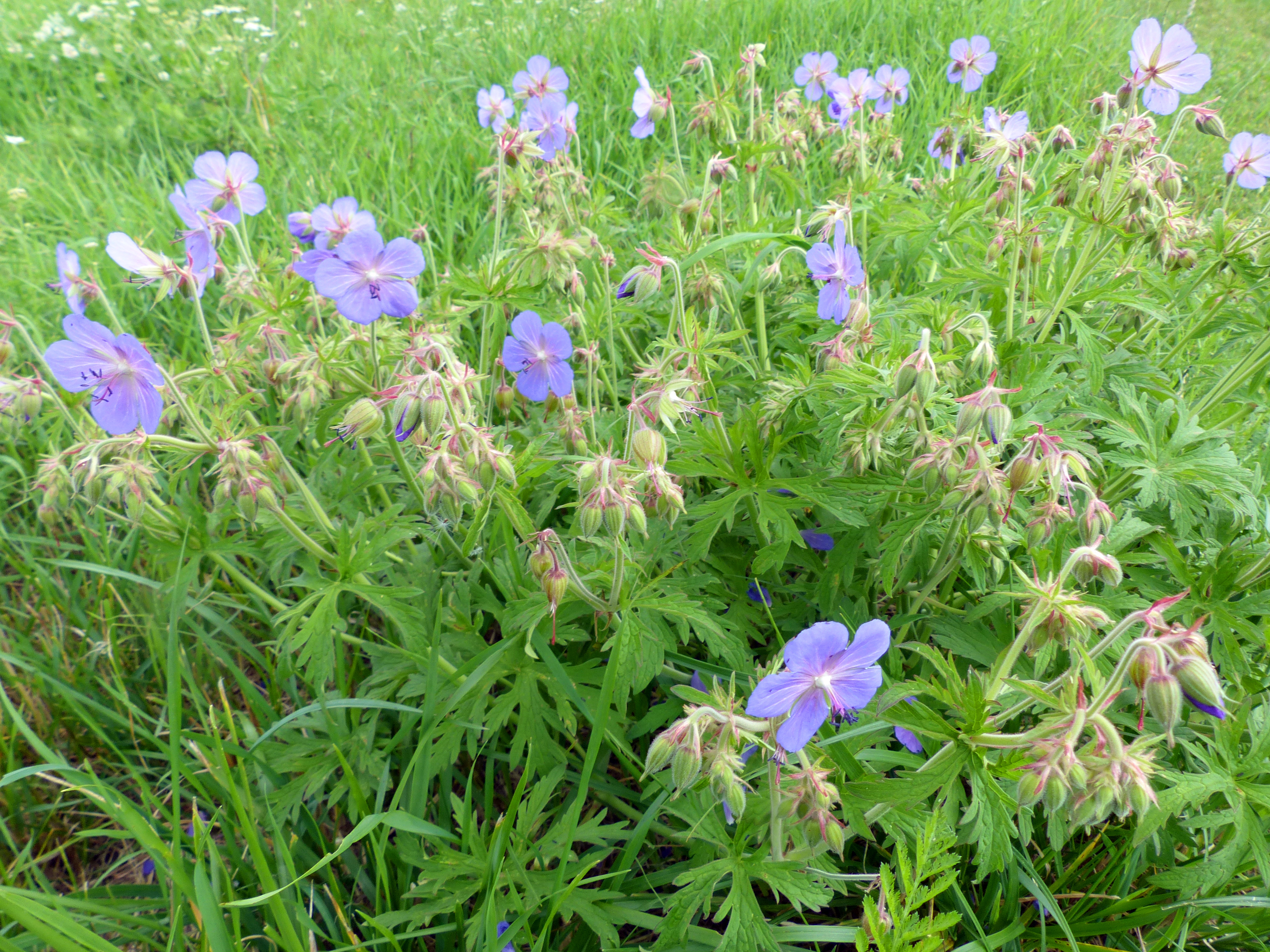 Wiesenstorchschnabel