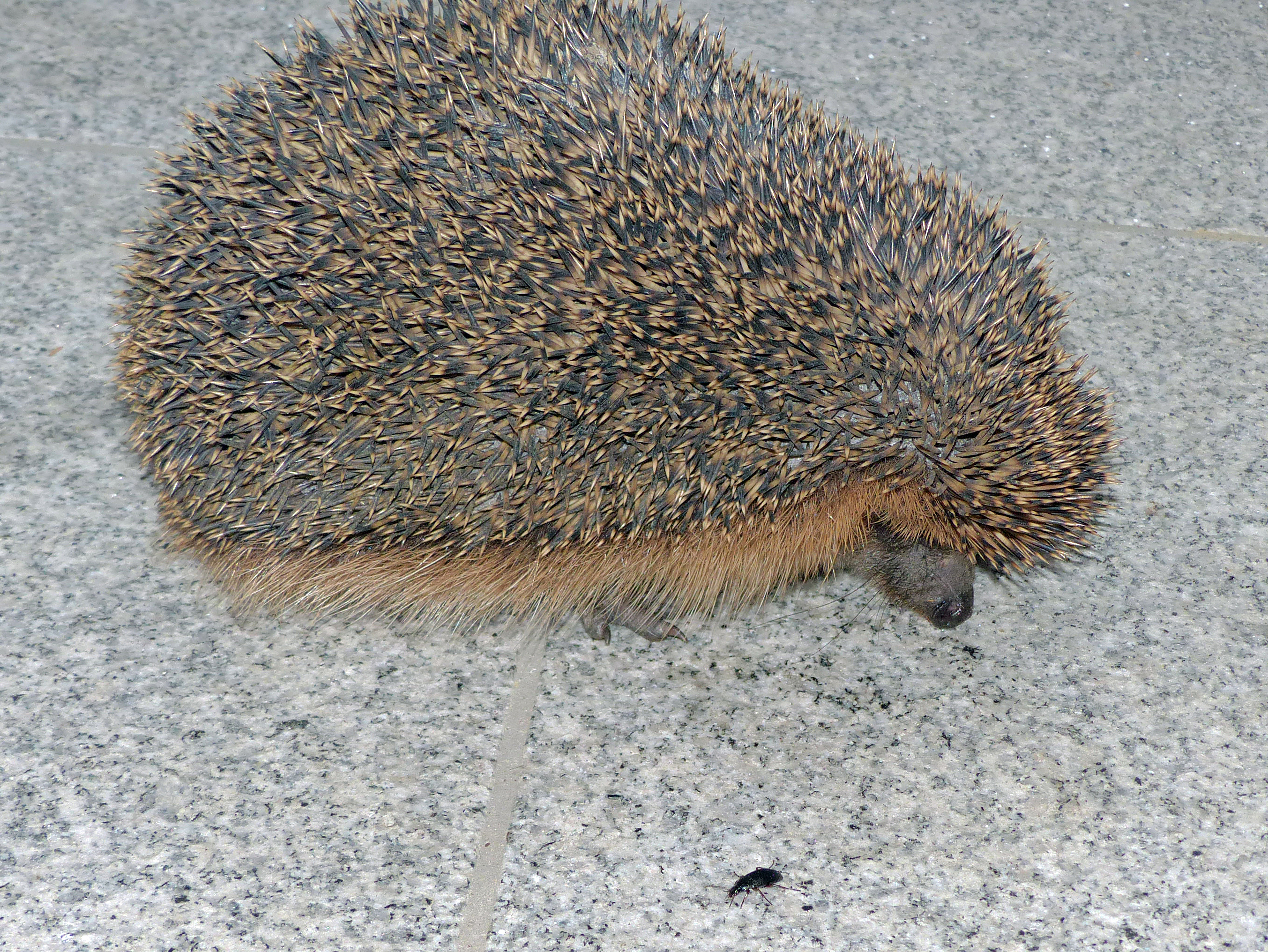 <p>Der <em>Braunbrustigel </em>hat auf der Terrasse einen Leckerbissen entdeckt ... Schnecken verschmäht er auch nicht!</p>