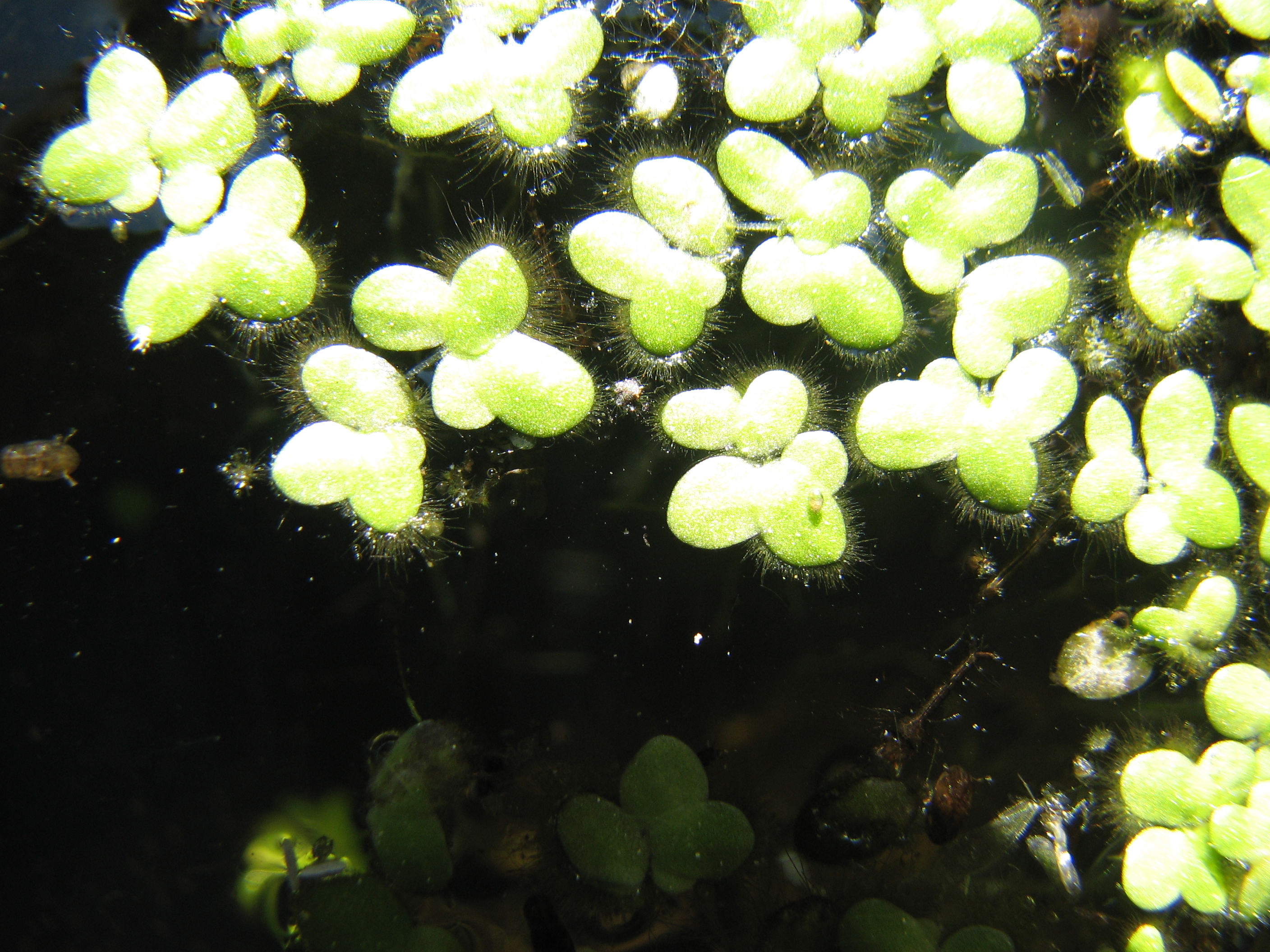 Kleine Wasserlinse