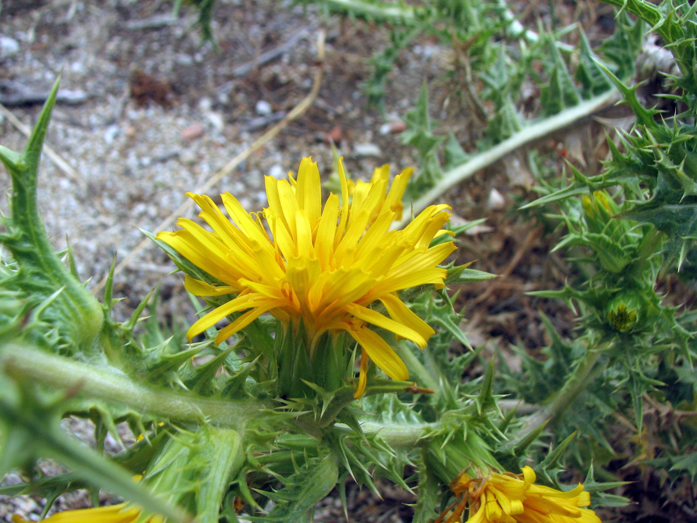 Spanische Golddistel