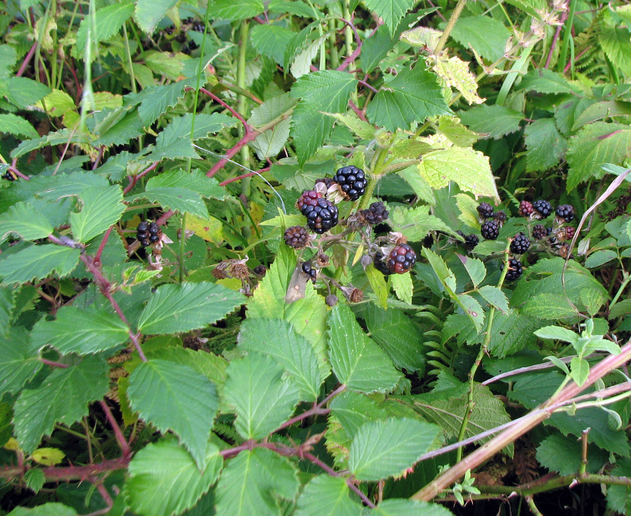 Brombeere