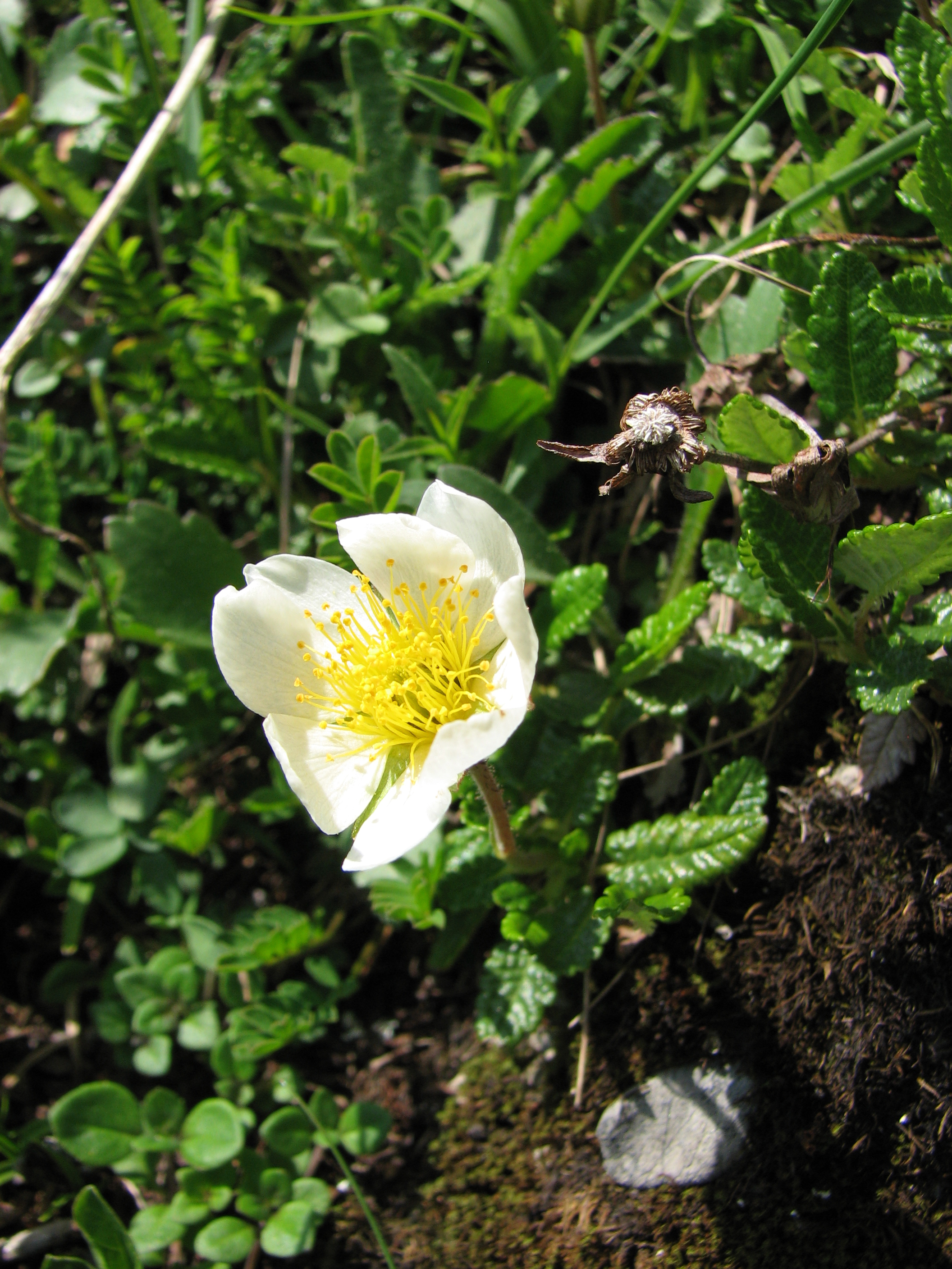 Silberwurz