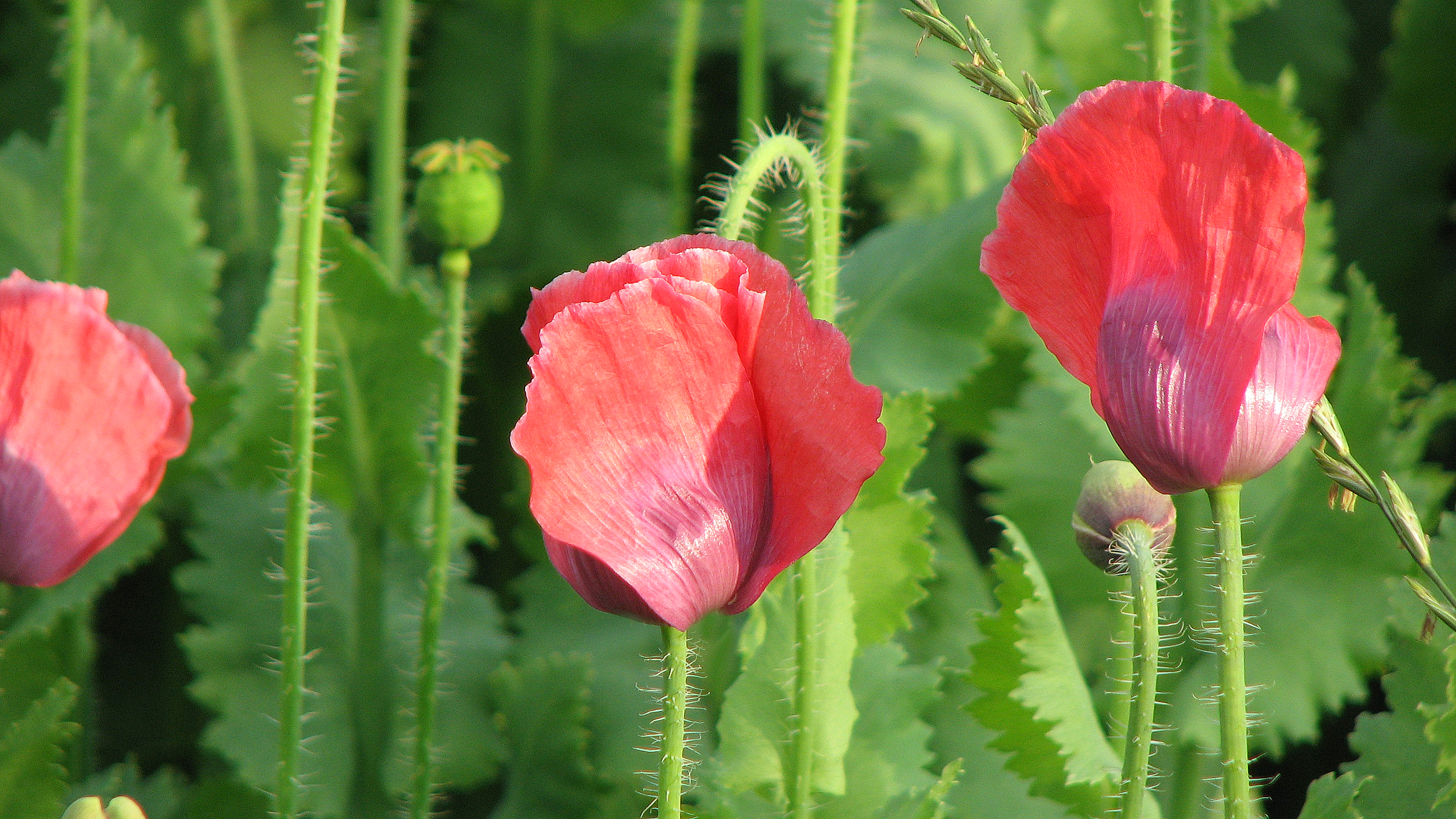 Schlafmohn