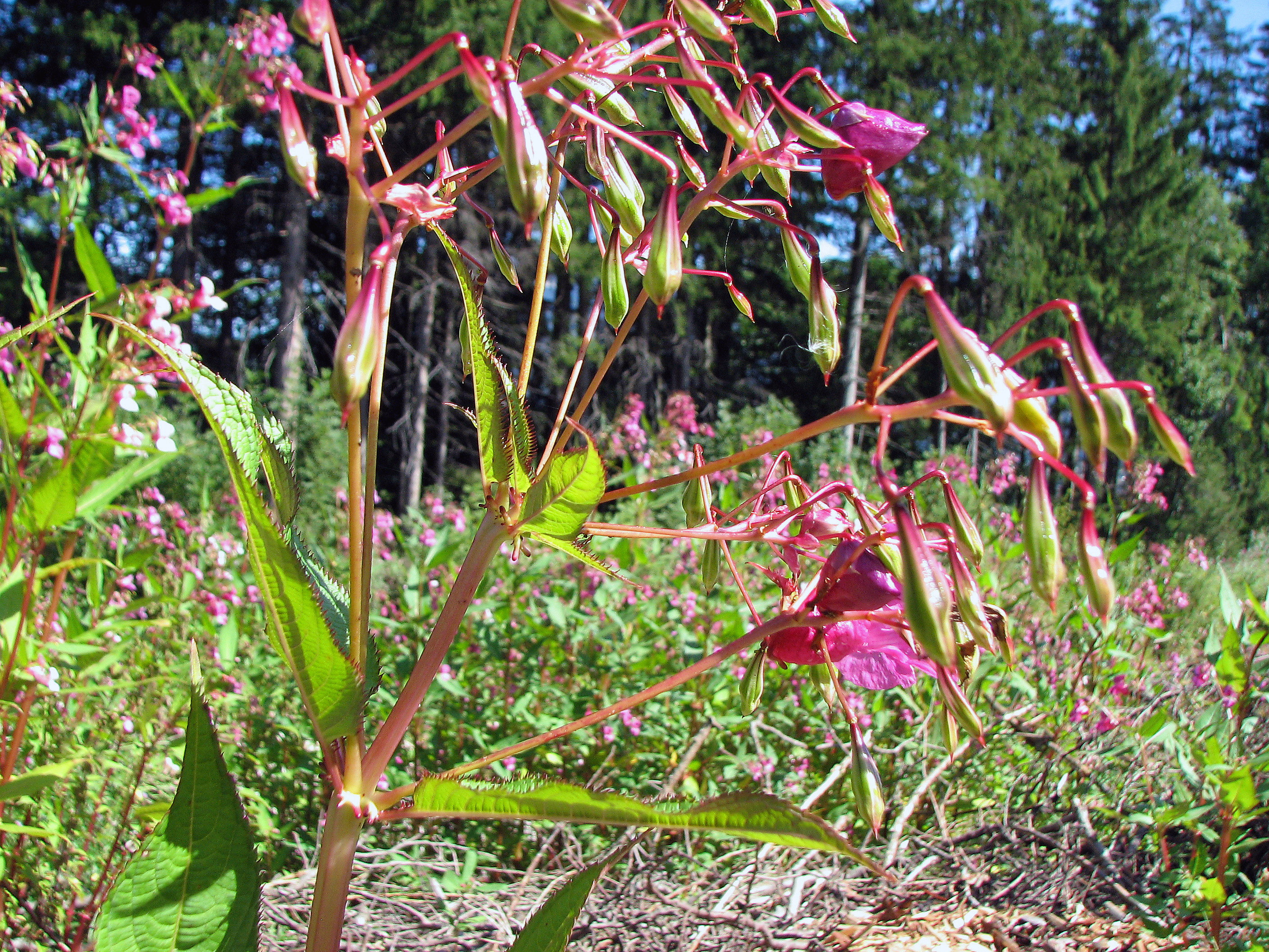Drüsiges Springkraut
