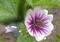 Wilde Malve