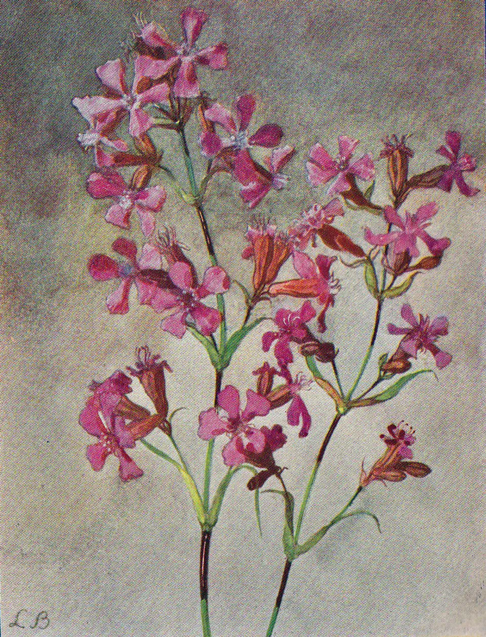 Gewöhnliche Pechnelke