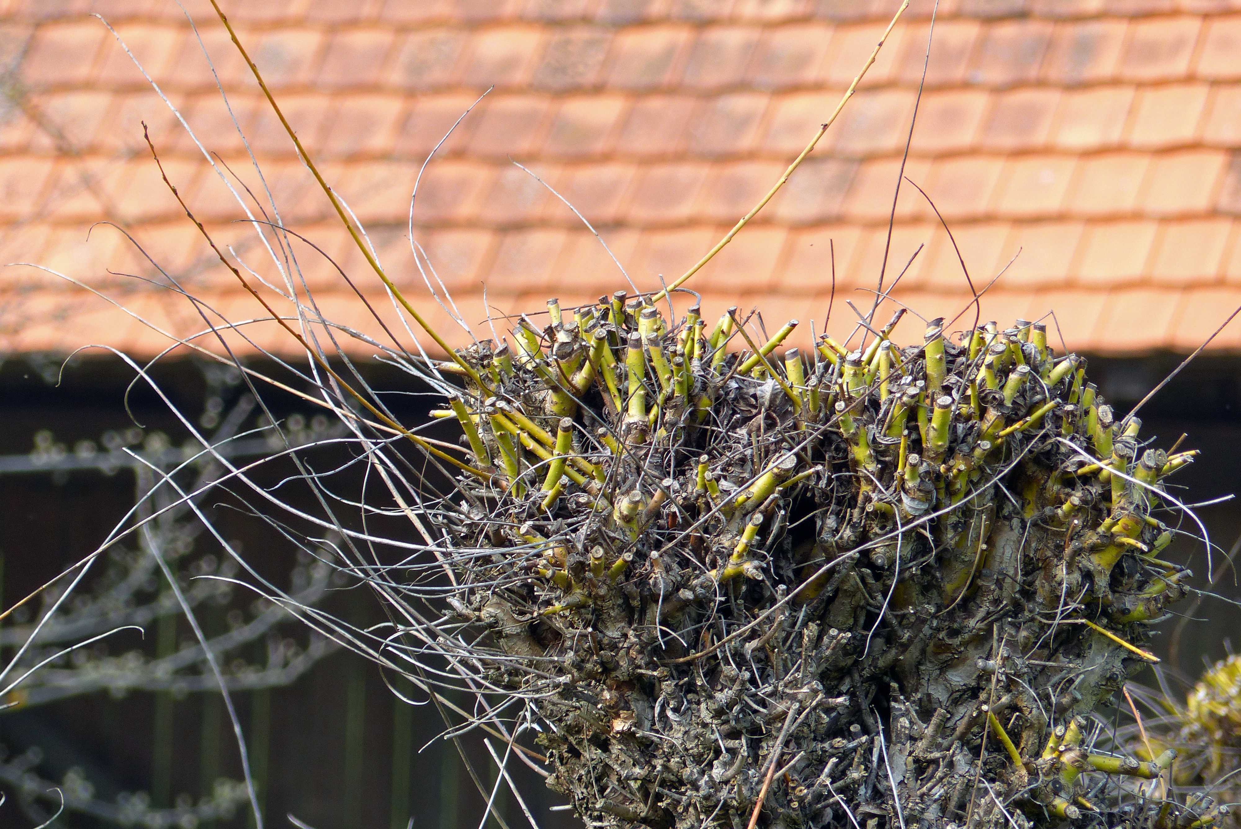 Silberweide - Kopfweide