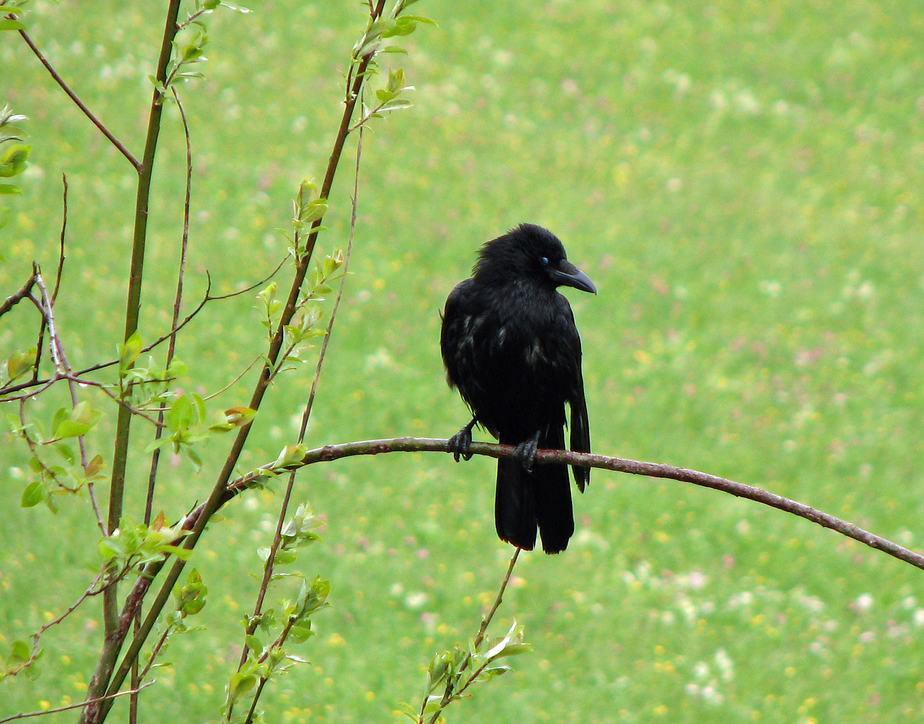 <p>Auch die <em>Rabenkrähe </em>hält Ausschau nach Nacktschnecken.</p>