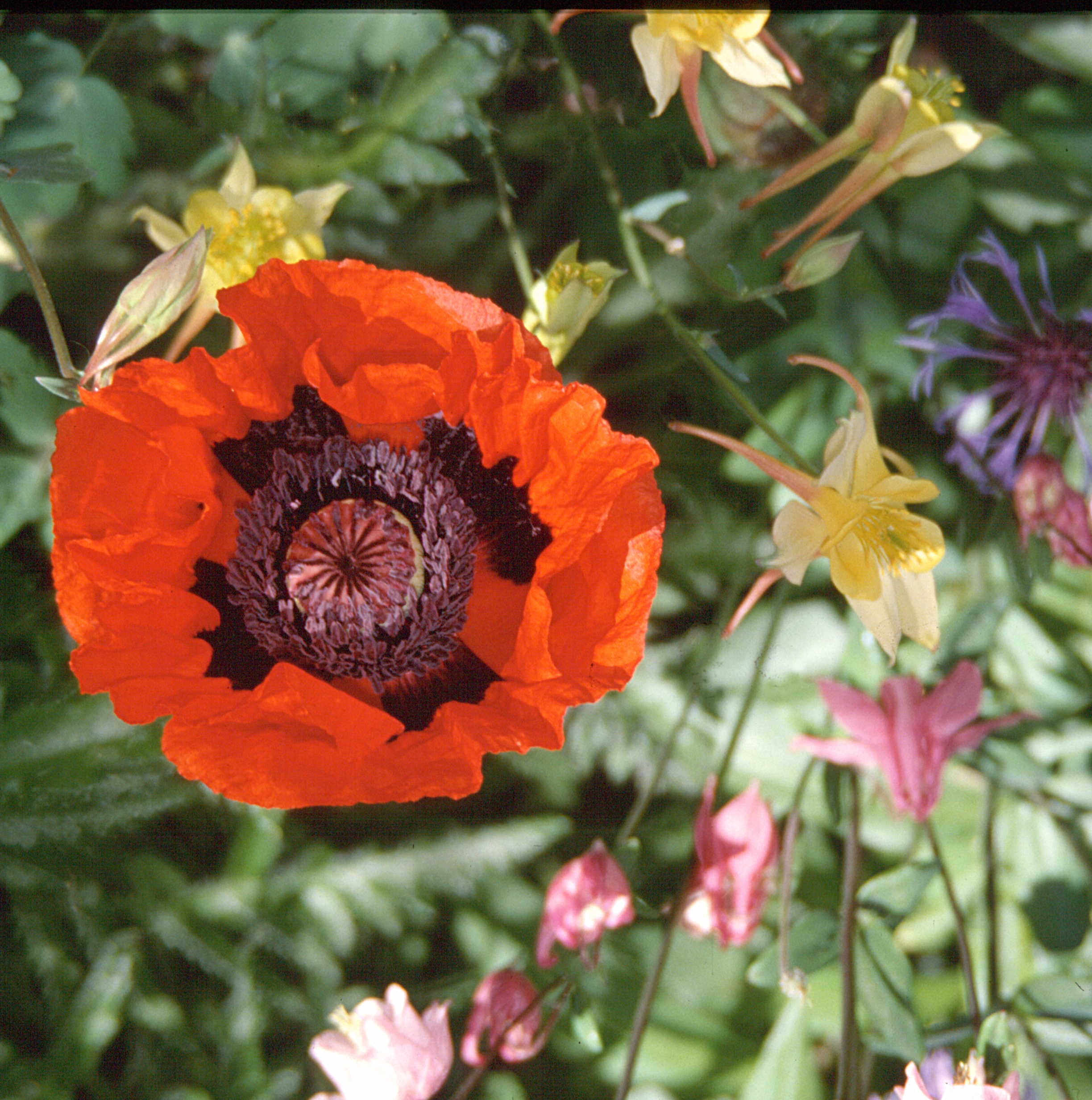 Türkischer Mohn