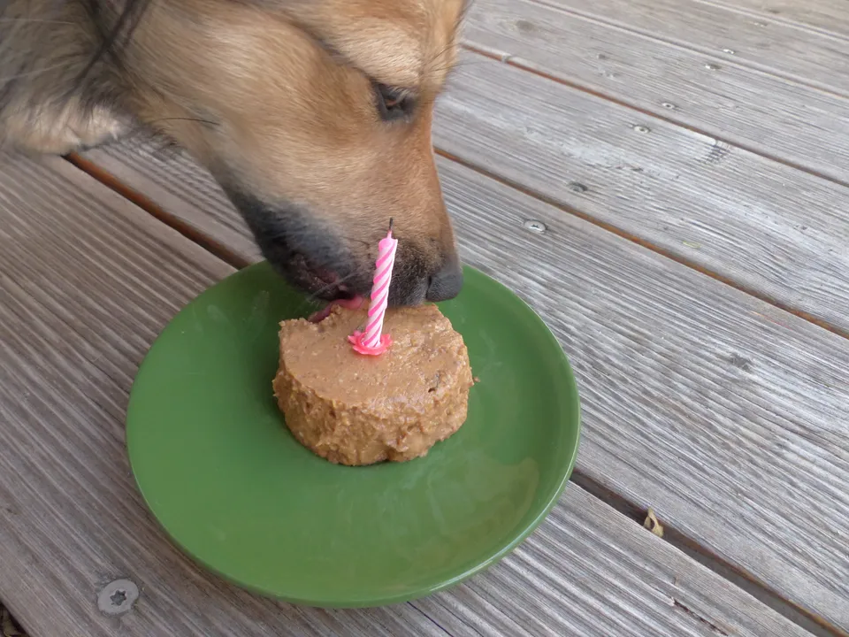 Hundekuchen