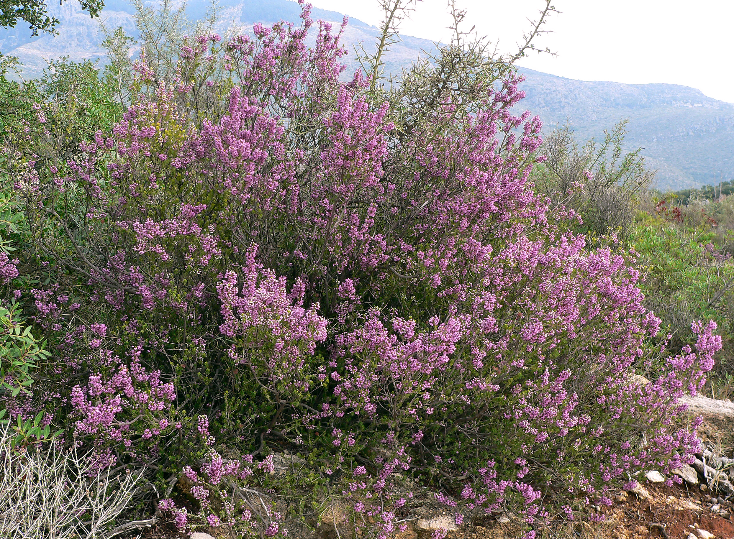 Vielblütige Heide